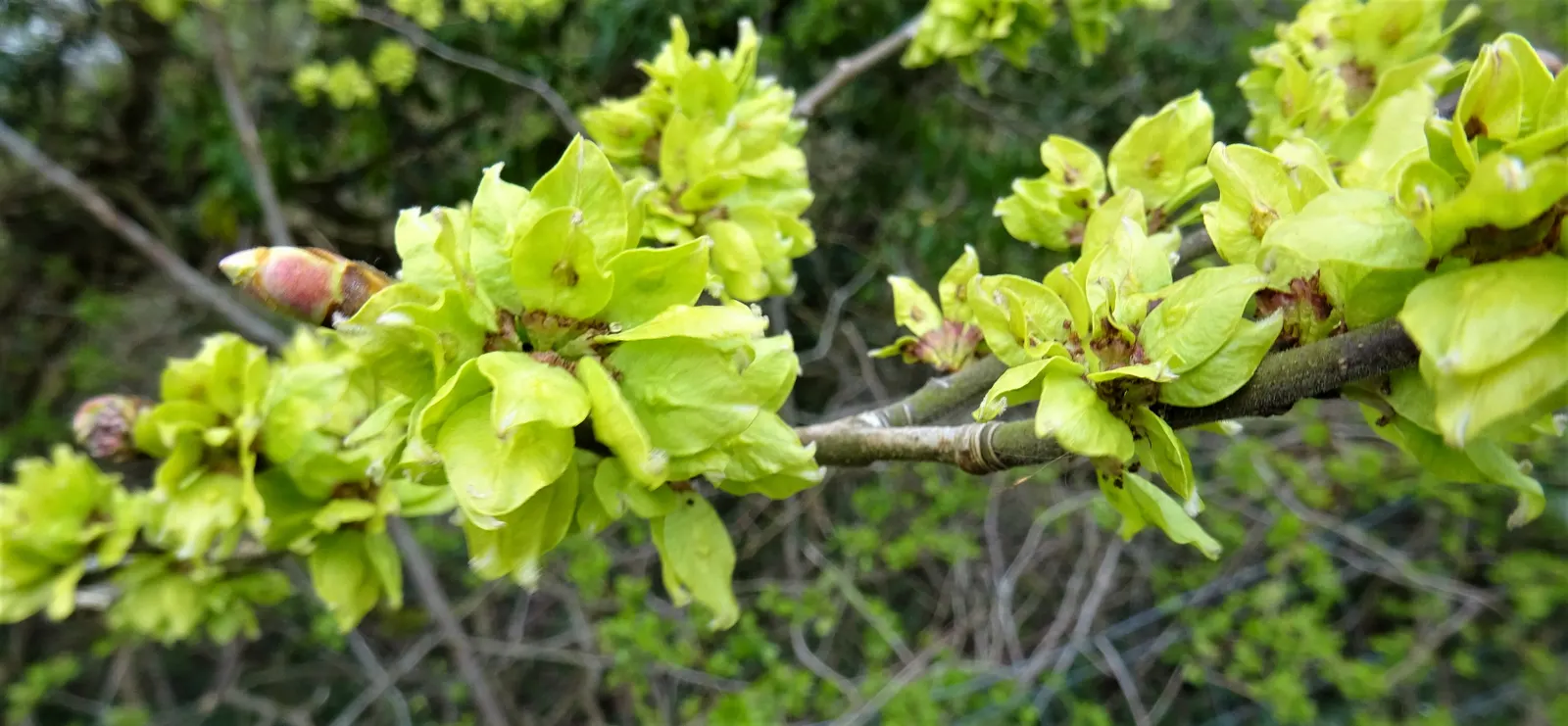 English Elm (Ulmus Procera) — Hardy in Zones 5-8, susceptible to Dutch elm disease; the English Elm is adorned with dark green leaves
