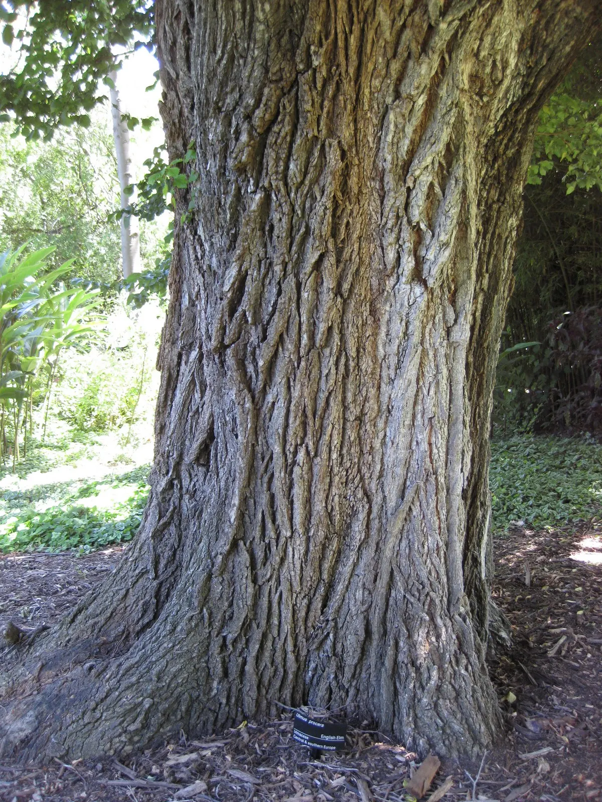 English Elm (Ulmus Procera) — which are oval to oblong in shape; this elm species is known for its dense