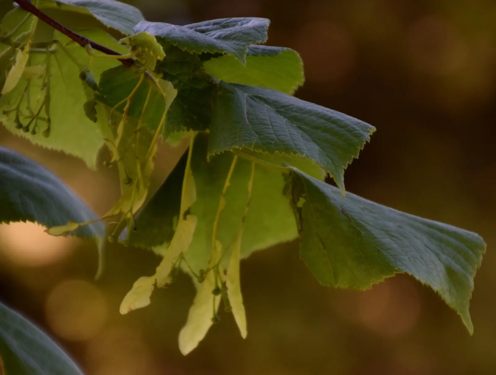 English Elm (Ulmus Procera) — Ulmus procera is relatively resistant to urban pollution