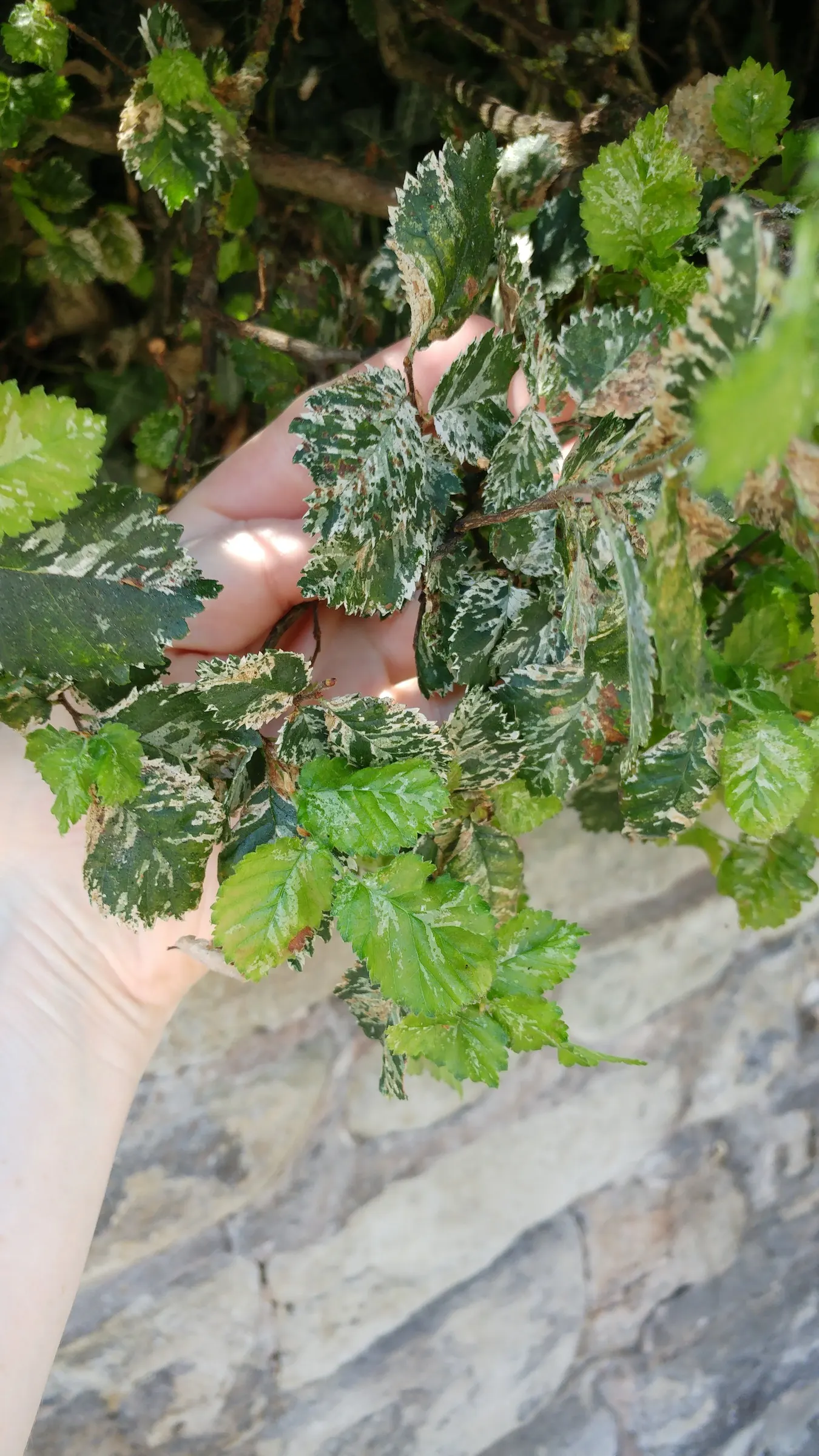English Elm (Ulmus Procera) — Noted for its tolerance to urban conditions, it adds stately elegance to any landscape; hardy in Zones 5-8, susceptible to Dutch
