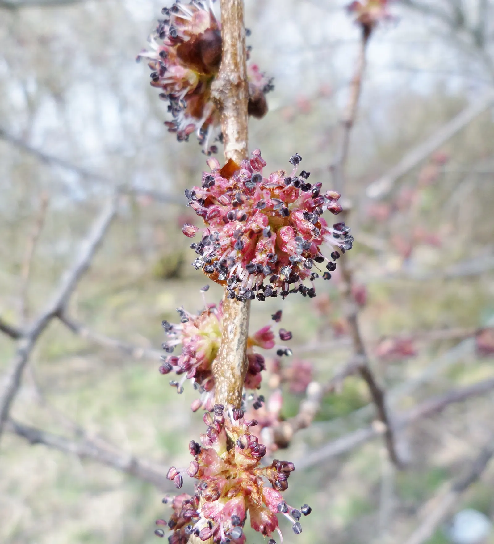 English Elm (Ulmus Procera) — Characteristically reaching heights up to 100 feet with a canopy spread of approximately 70 to 80 feet; is a stately and