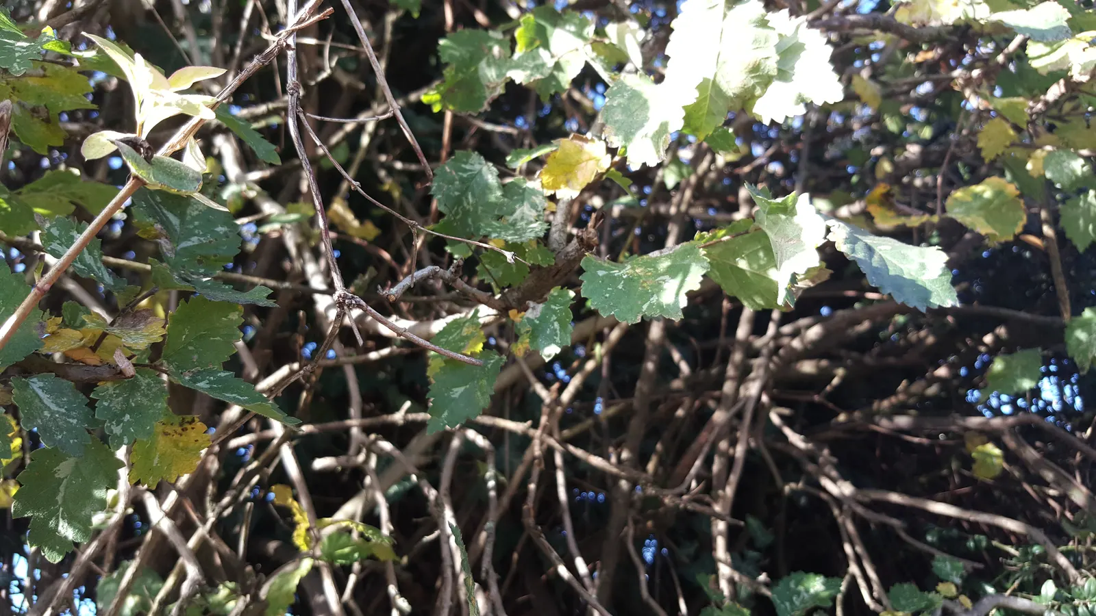 English Elm (Ulmus Procera) — Thrives in full sun with moist, well-drained soil; tree with green and yellow blooms