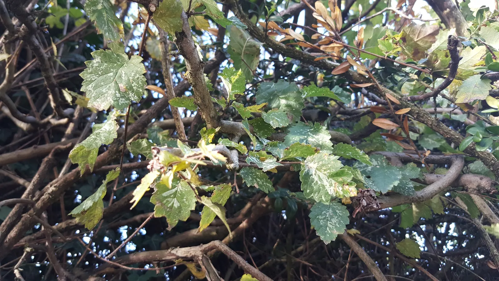 English Elm (Ulmus Procera) — this hardy tree performs optimally in moist