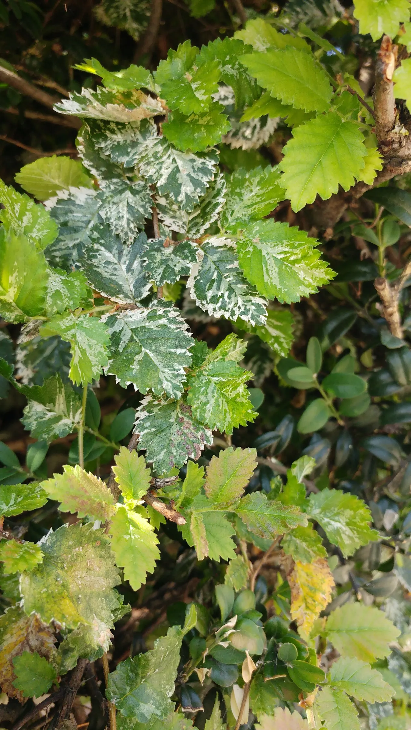 English Elm (Ulmus Procera) — tree with green and yellow blooms