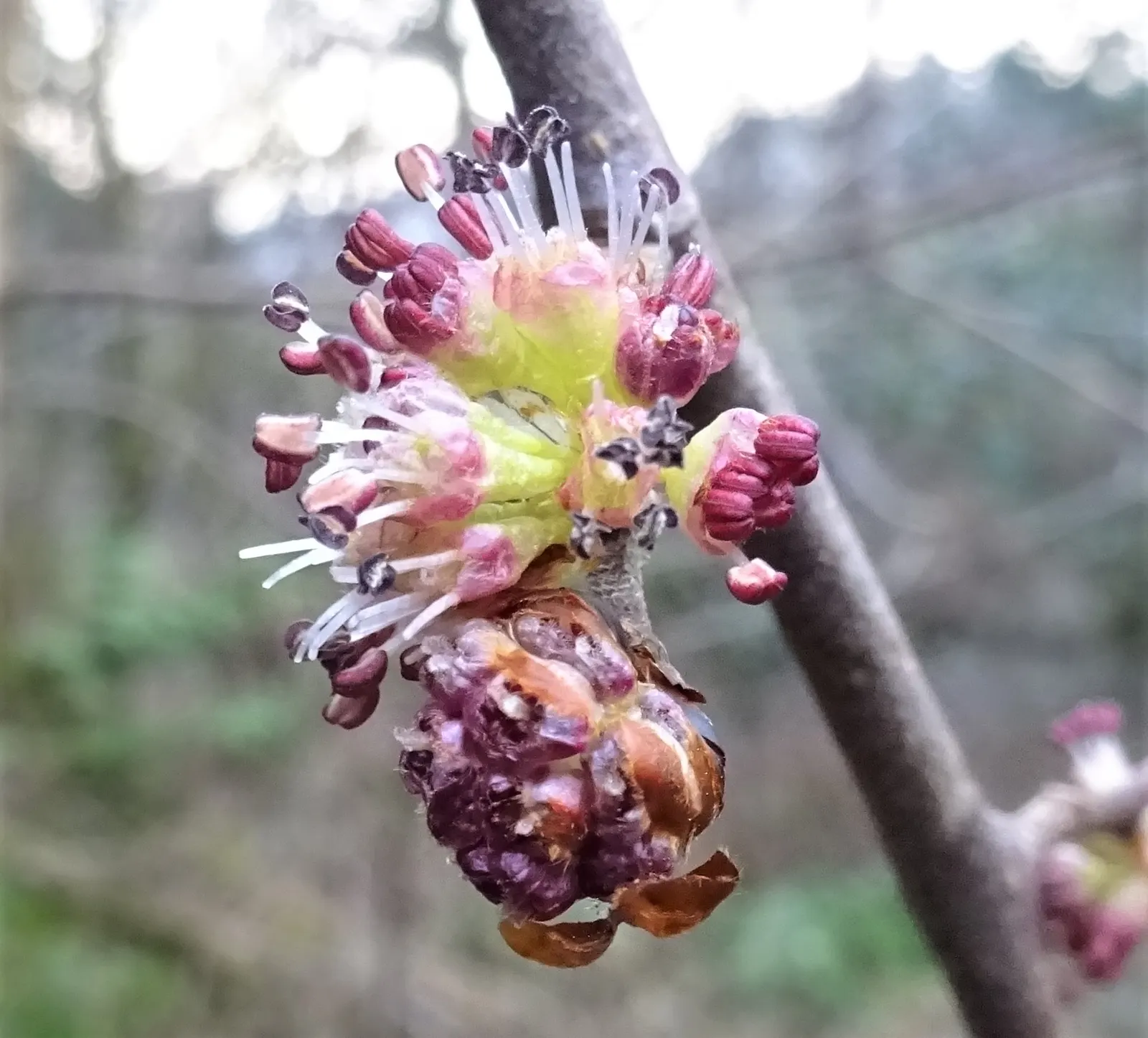English Elm (Ulmus Procera) — This elm species is known for its dense
