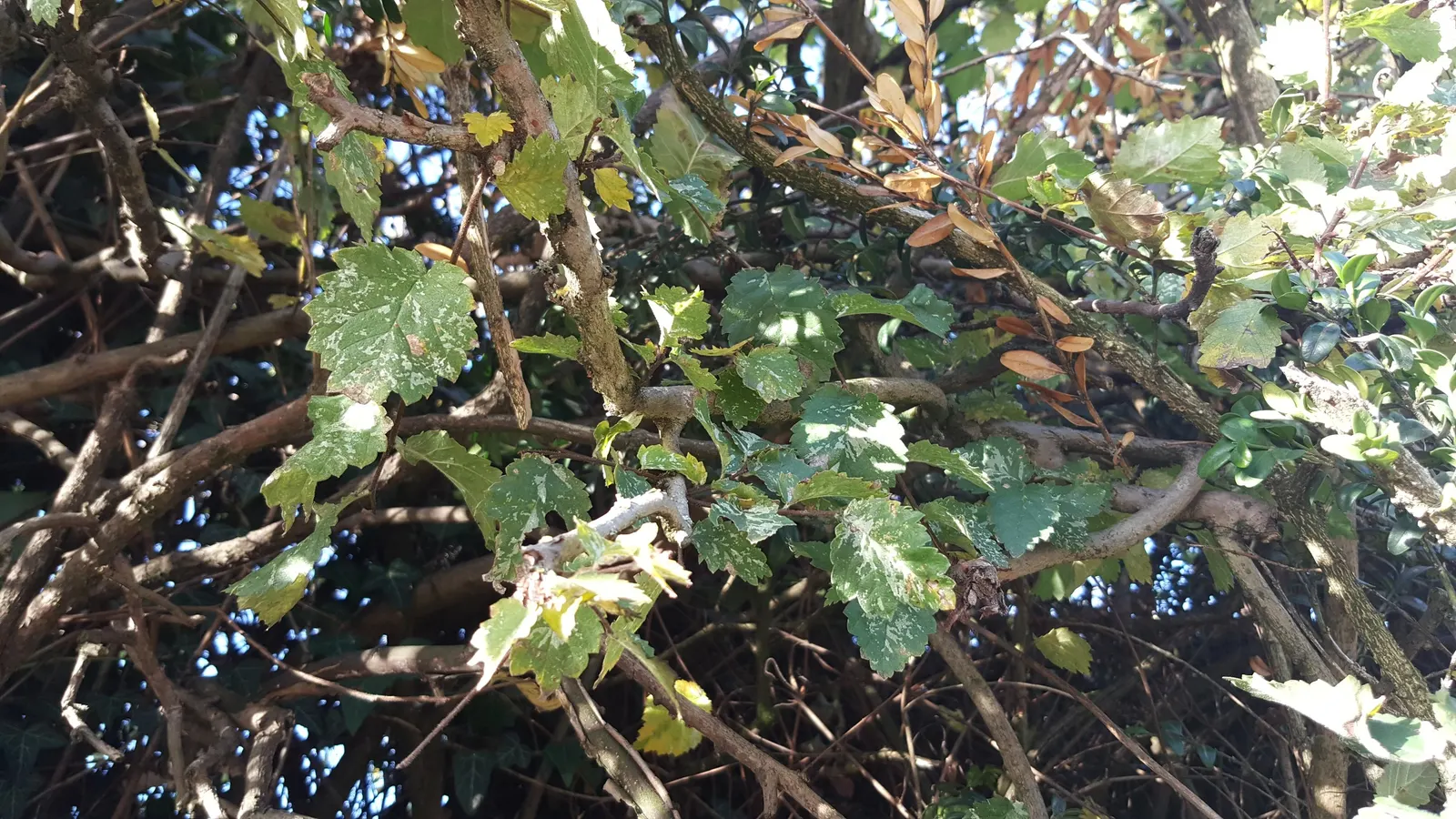 English Elm (Ulmus Procera) — tree for full