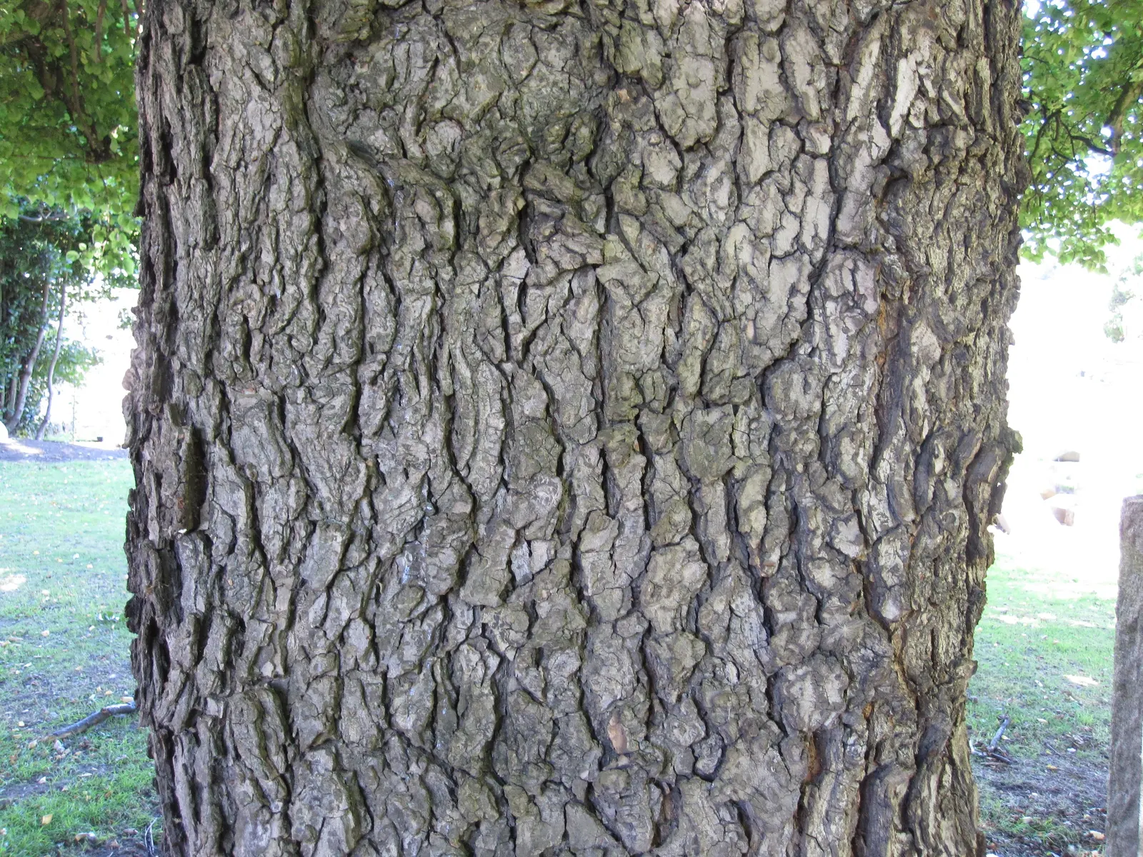 English Elm (Ulmus Procera) — rounded crown reaching up to 130 ft tall with a 50 ft spread; its trunk diameter can span up to 6 feet