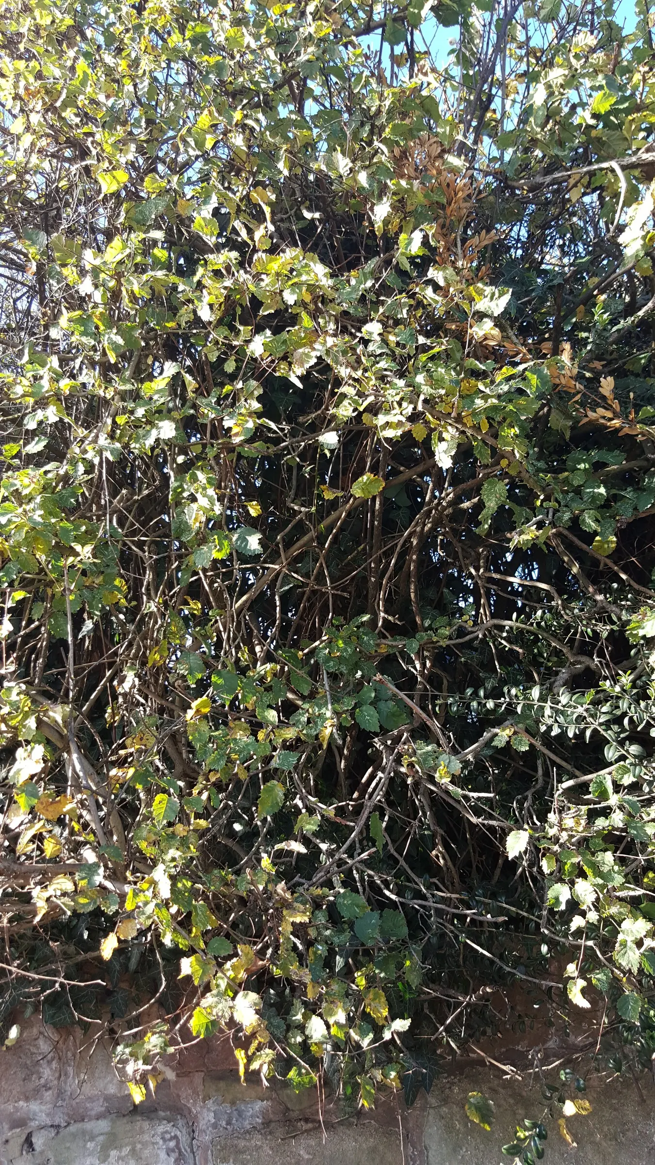 English Elm (Ulmus Procera) — Thrives in full sun with moist, well-drained soil