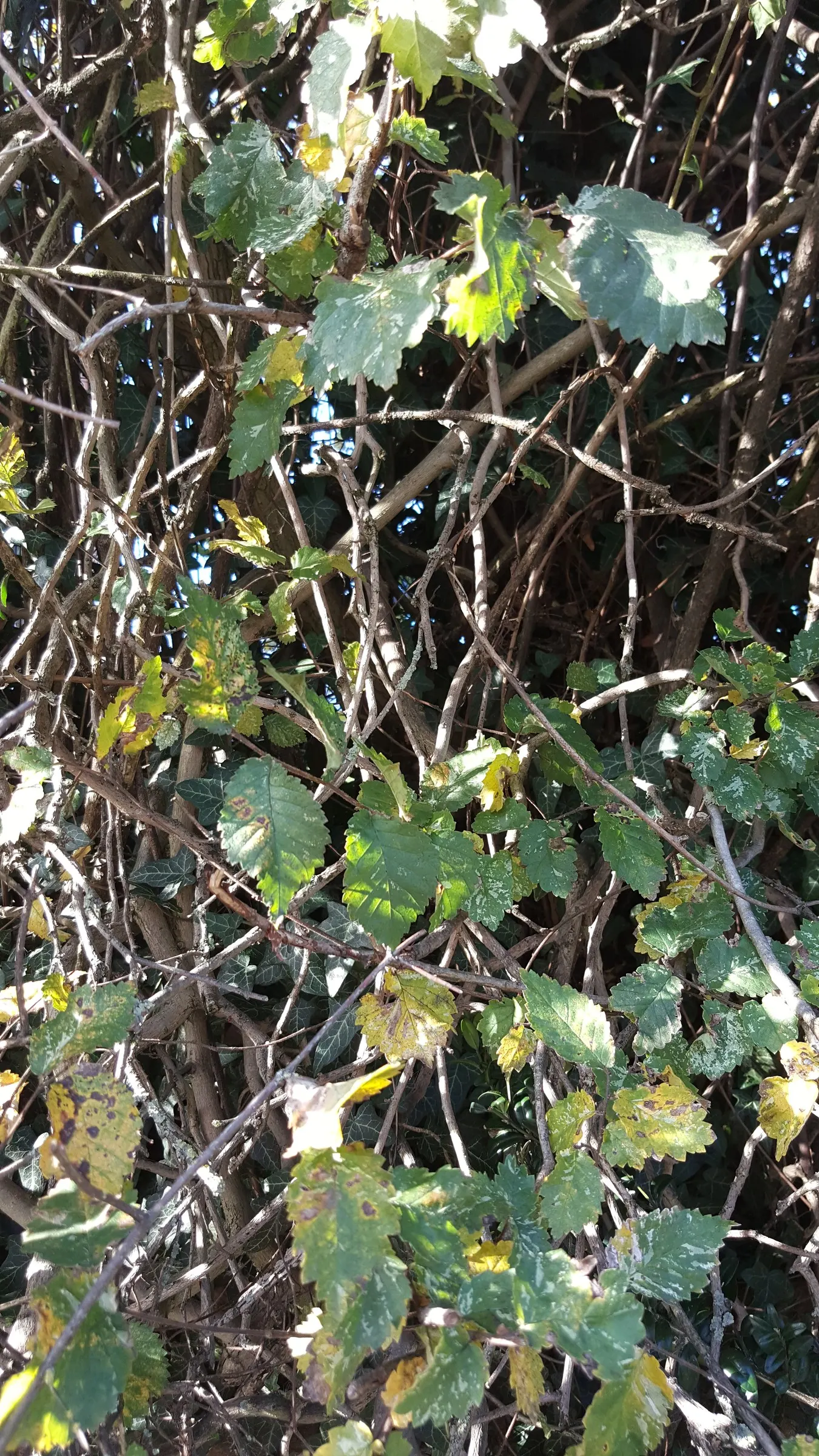 English Elm (Ulmus Procera) — measuring around 2.5 to 4 inches long; green and yellow flowers in the garden