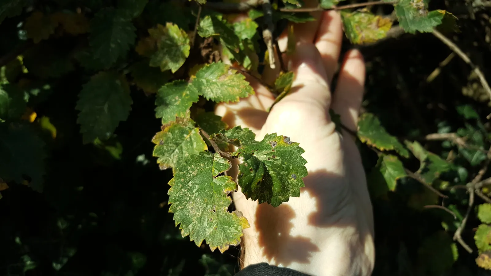 English Elm (Ulmus Procera) — take into account that the English Elm desires full sun or partial shade