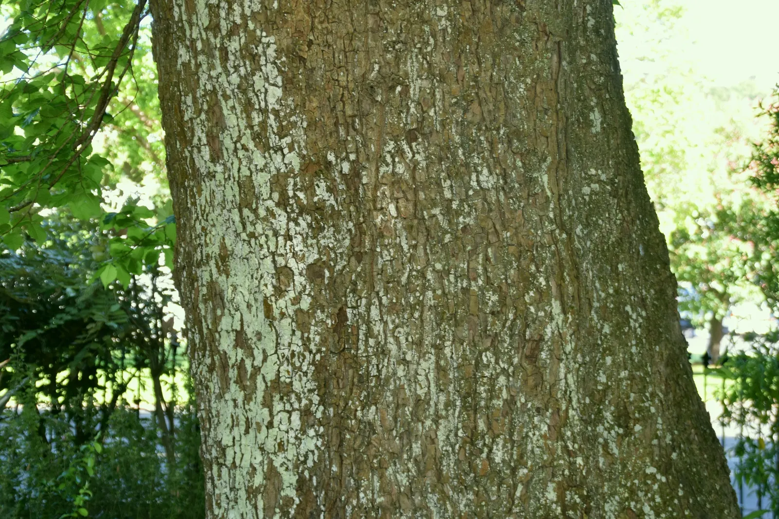 English Elm (Ulmus Procera) — this elm species presents a commanding presence in any landscape design