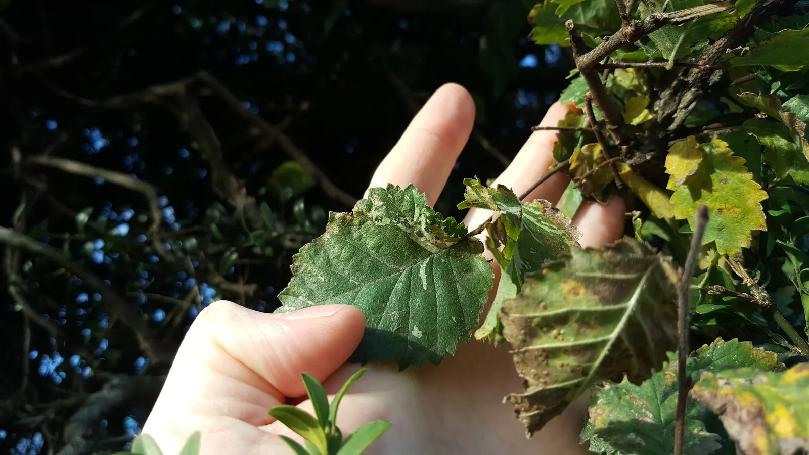 English Elm (Ulmus Procera) — structural feature.<br><br>Foliage-wise