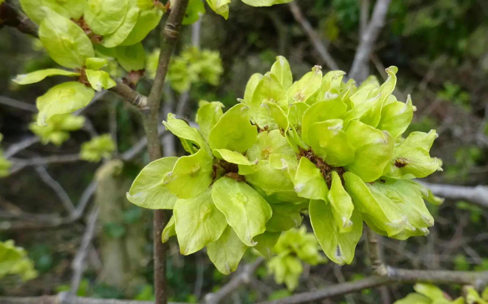 English Elm (Ulmus Procera) — Its leaves are dark green, oval, and have serrated edges, complementing its rough bark; take into account that the English Elm