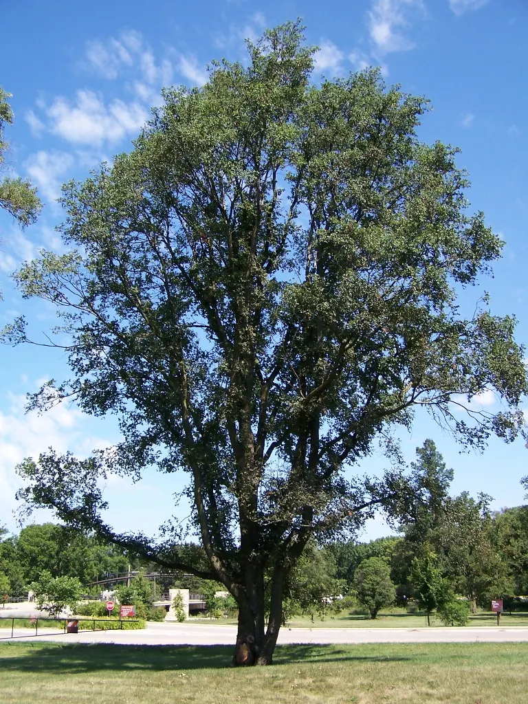 English Elm (Ulmus Procera) — is a stately and historically significant deciduous tree renowned for its grandeur and robustness