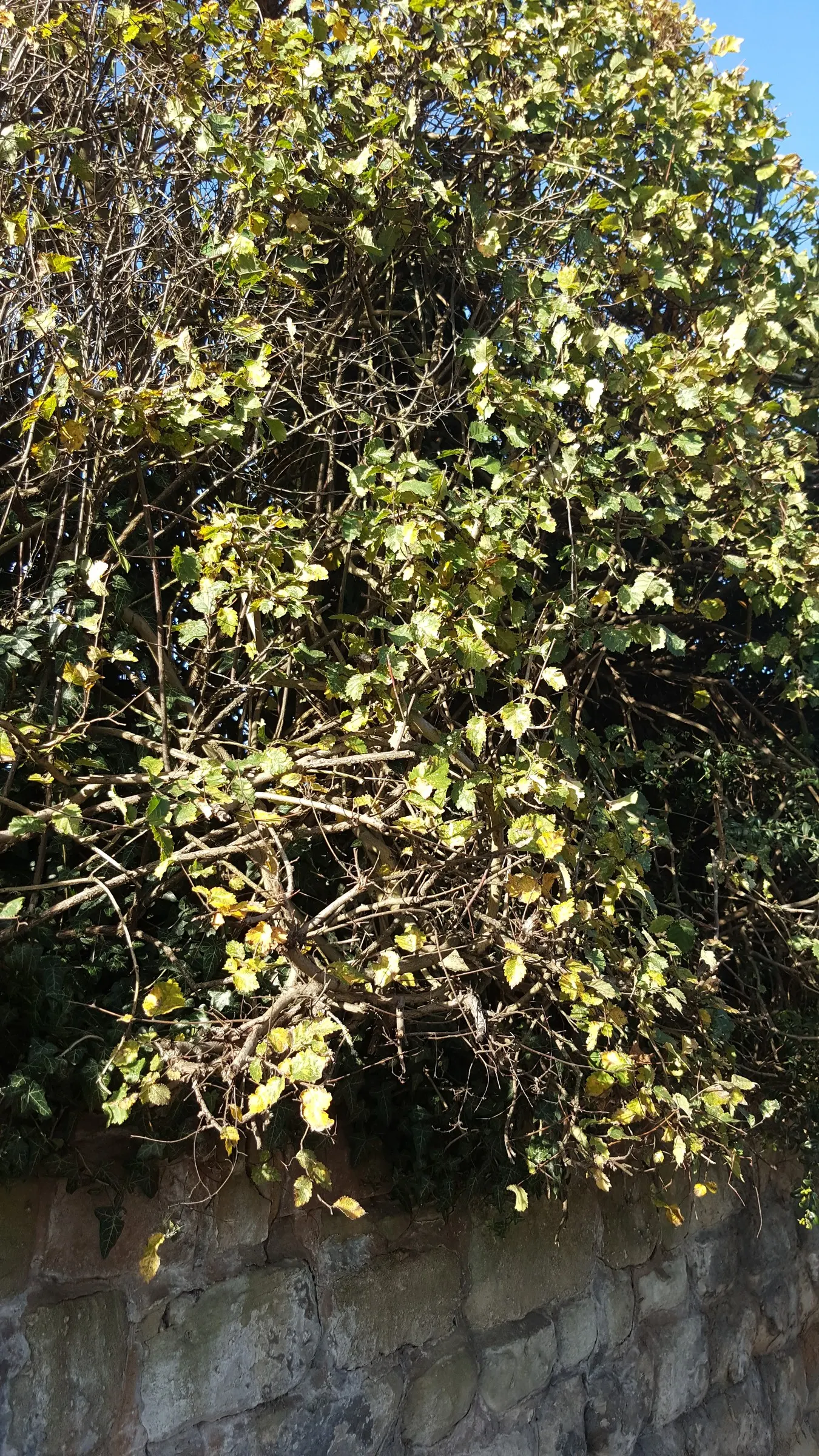English Elm (Ulmus Procera) — Characteristically reaching heights up to 100 feet with a canopy spread of approximately 70 to 80 feet