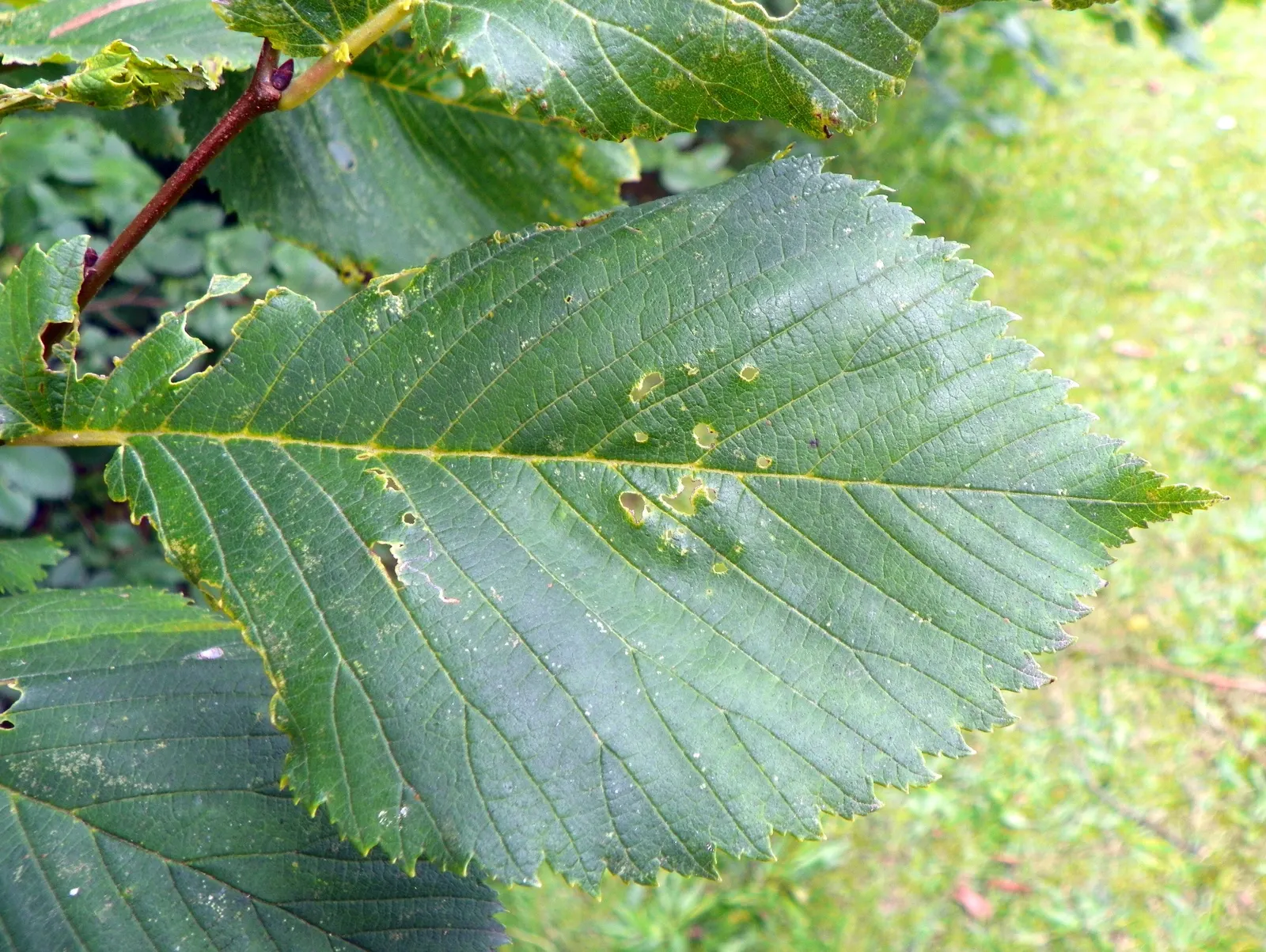 English Elm (Ulmus Procera) — the English Elm is adorned with dark green leaves