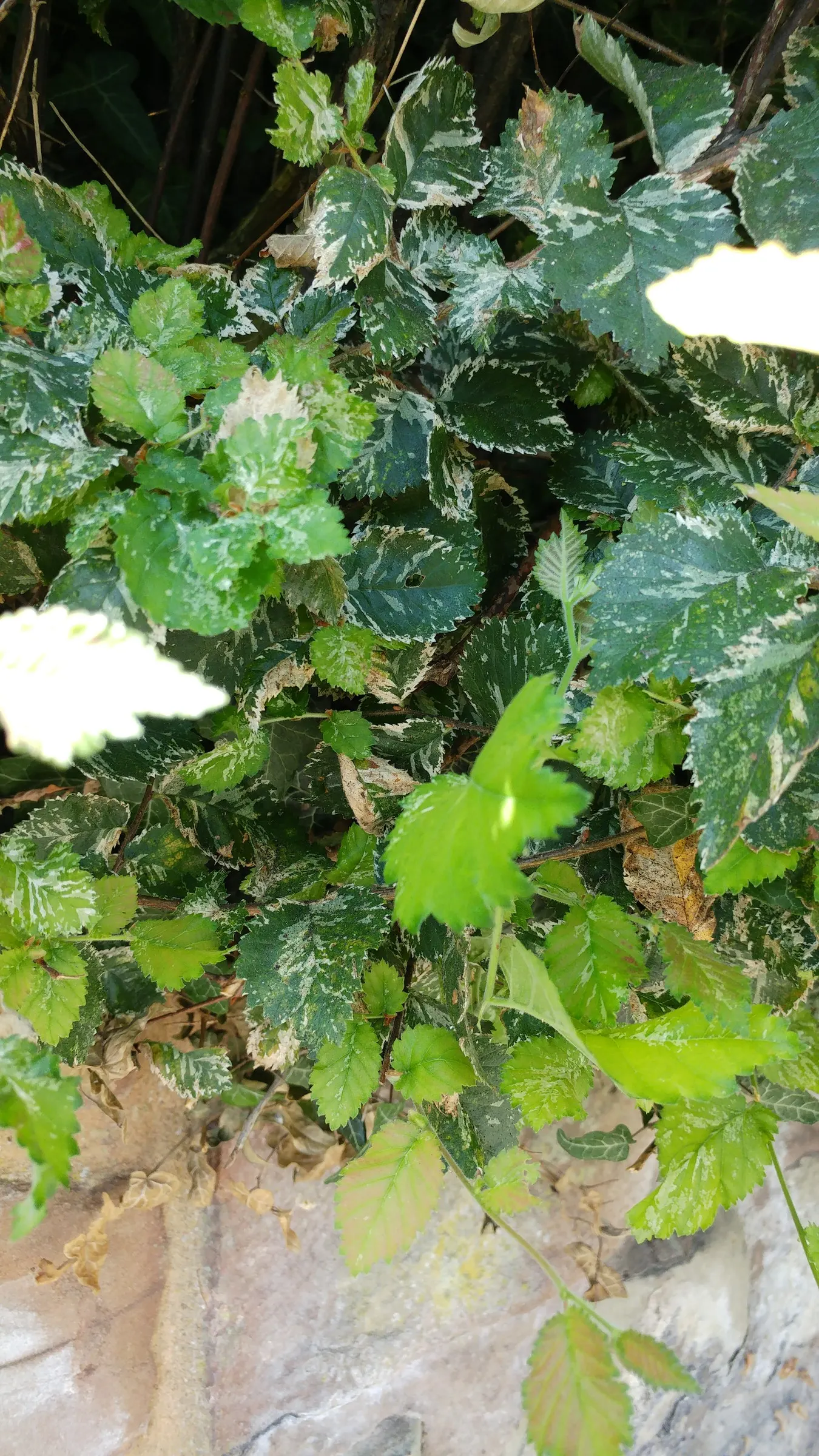 English Elm (Ulmus Procera) — Hardy in Zones 5-8, susceptible to Dutch elm disease