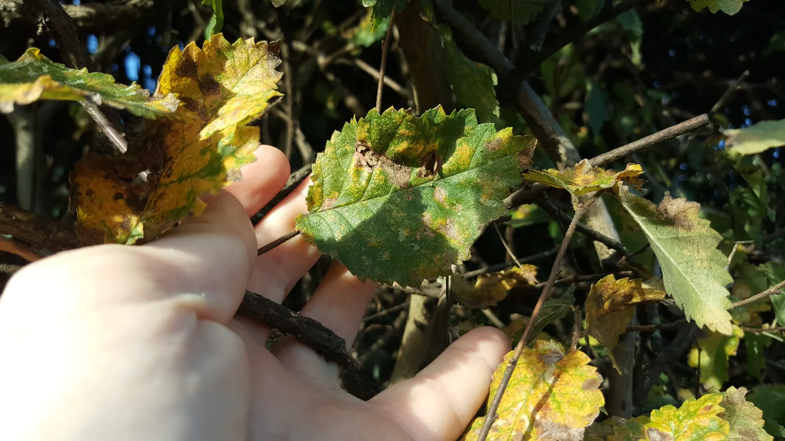 English Elm (Ulmus Procera) — this elm species presents a commanding presence in any landscape design; measuring around 2.5 to 4 inches long