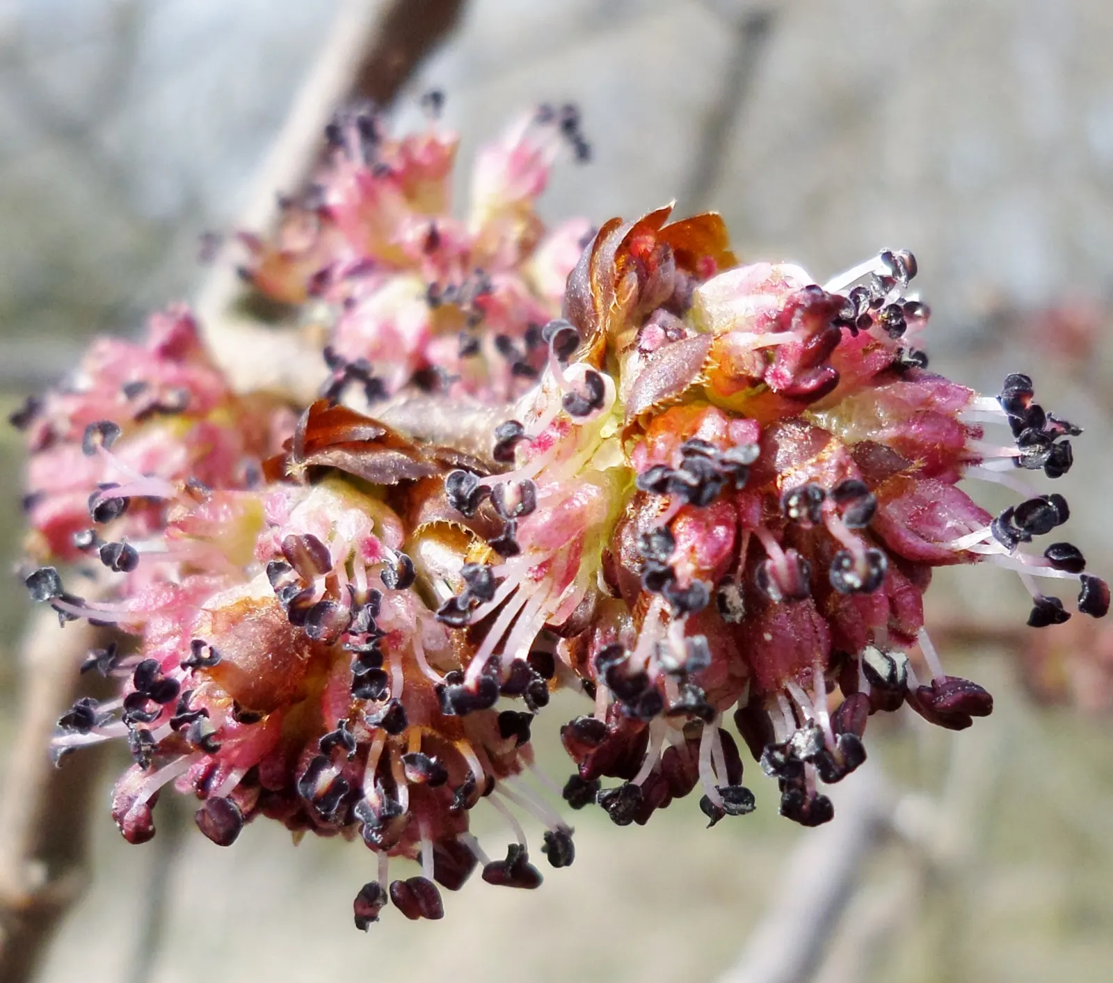 English Elm (Ulmus Procera) — English Elm (Ulmus procera) is a deciduous tree celebrated for its majestic