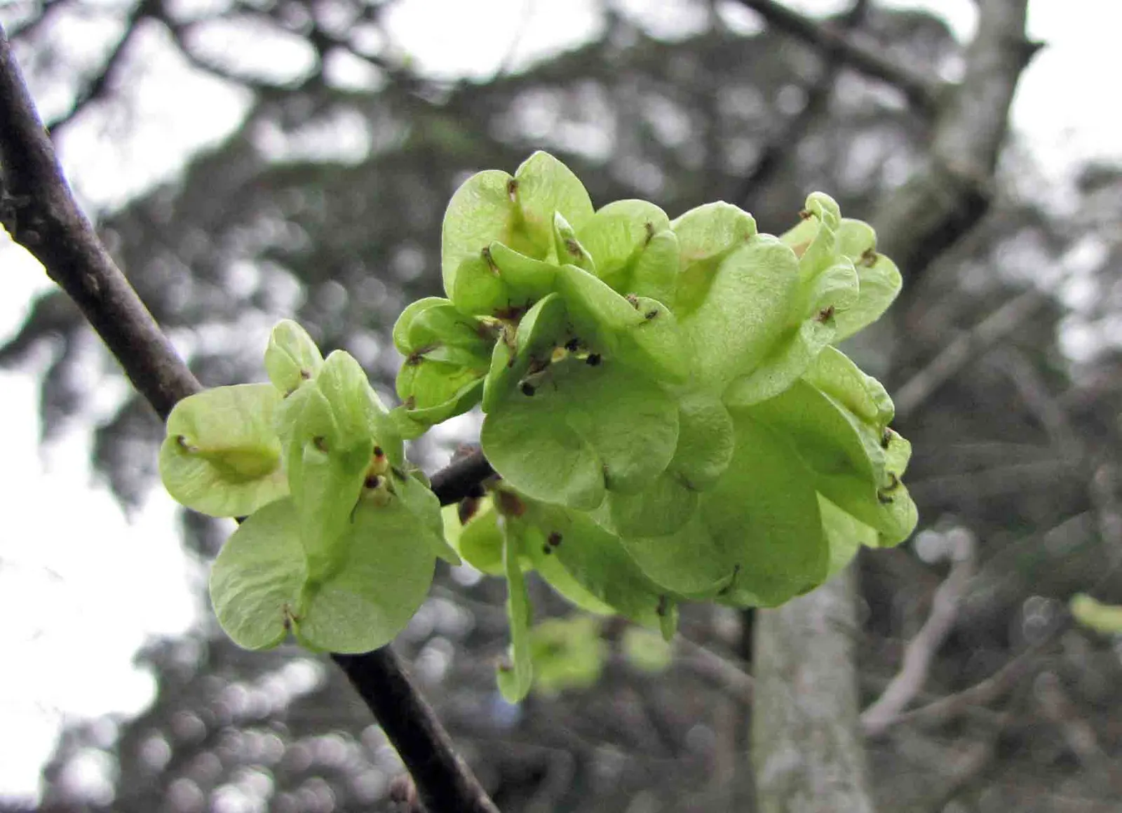 English Elm (Ulmus Procera) — which are oval to oblong in shape
