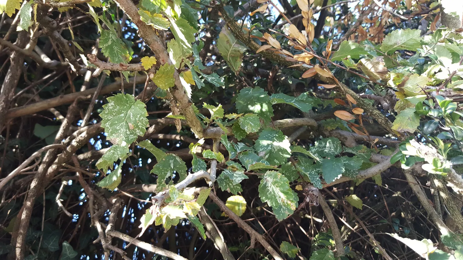 English Elm (Ulmus Procera) — These serrated leaves turn a golden-yellow in the fall before shedding, providing a seasonal visual interest