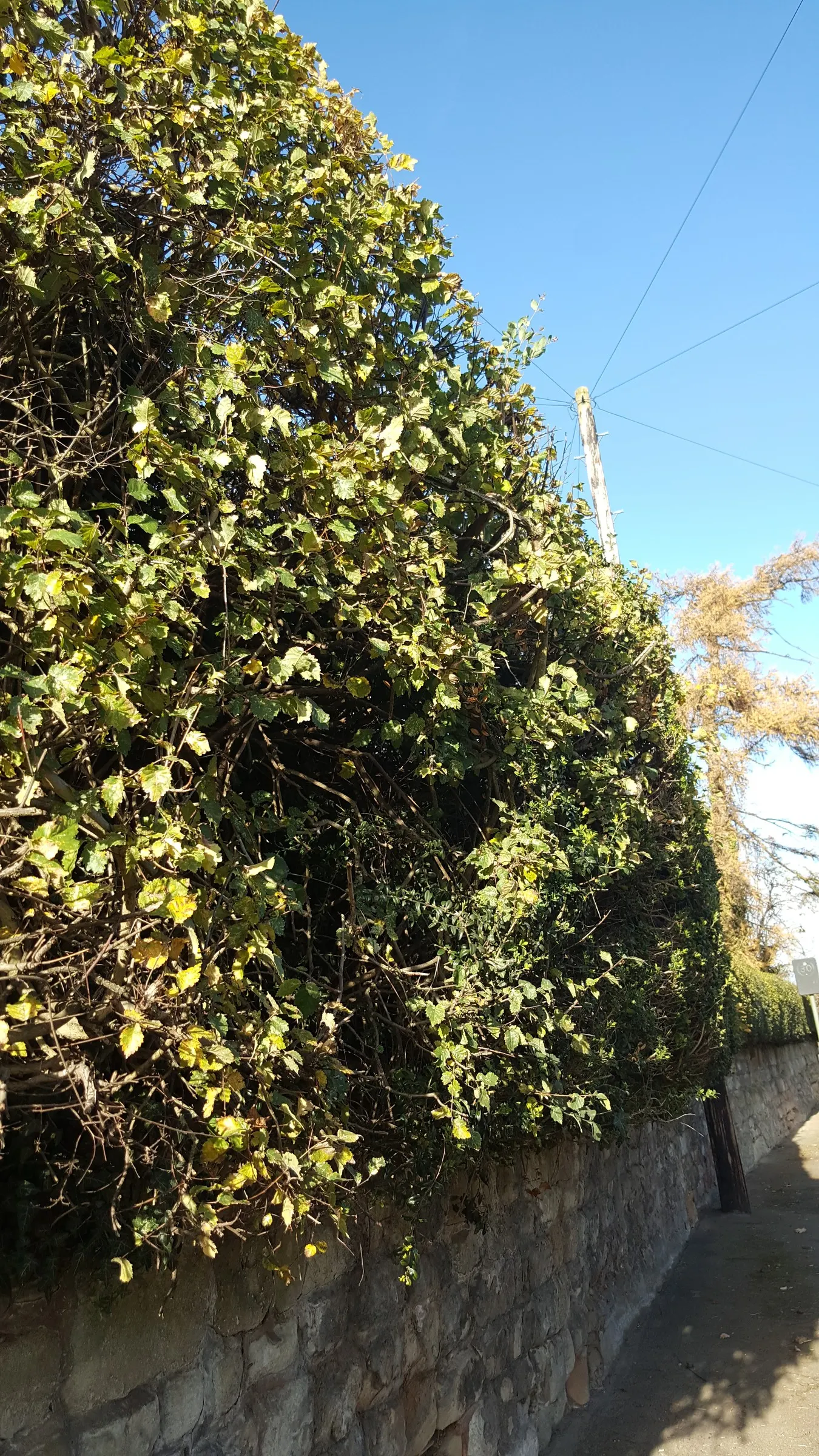 English Elm (Ulmus Procera) — While tolerant to a wide range of soil types