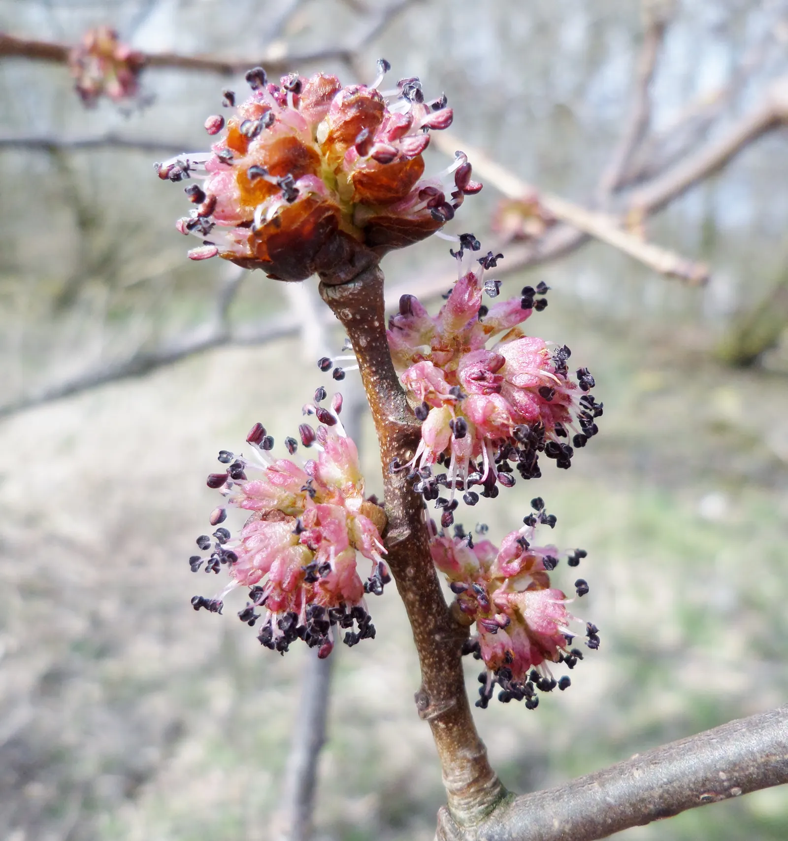 English Elm (Ulmus Procera) — scientifically named Ulmus procera; while tolerant to a wide range of soil types