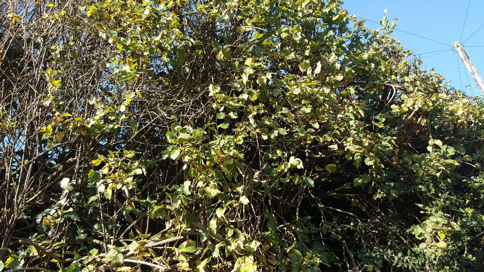 English Elm (Ulmus Procera) — thriving in well-draining soils