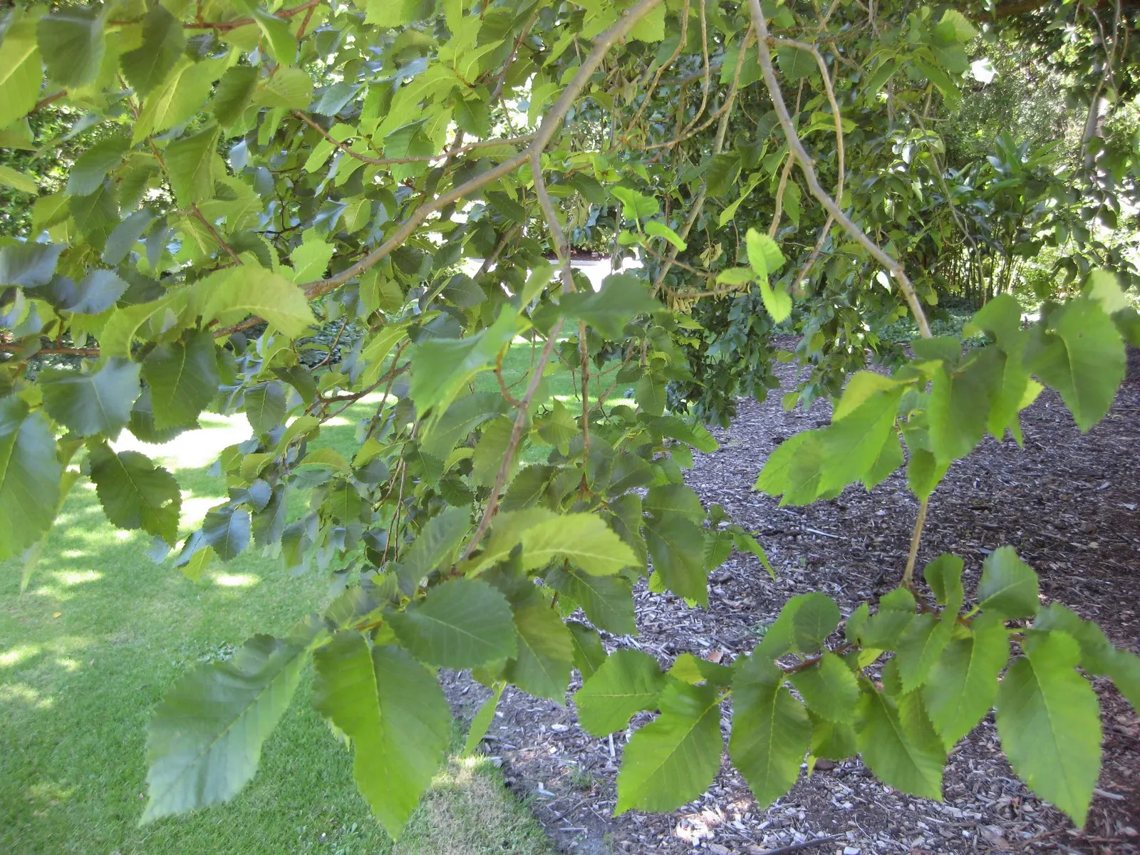English Elm (Ulmus Procera) — structural feature.<br><br>Foliage-wise; its leaves are dark green, oval, and have serrated edges, complementing its rough bark