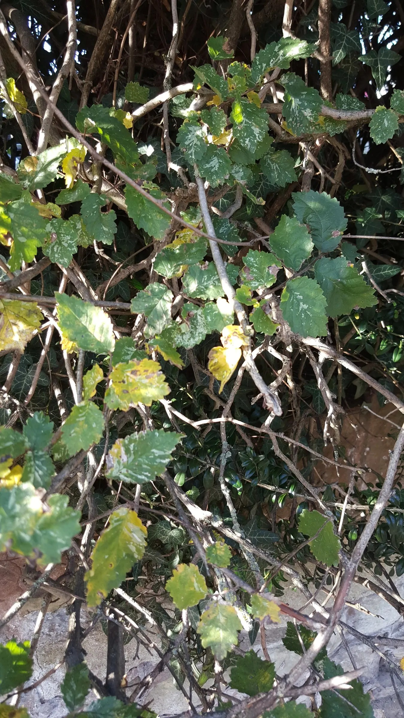 English Elm (Ulmus Procera) — scientifically named Ulmus procera