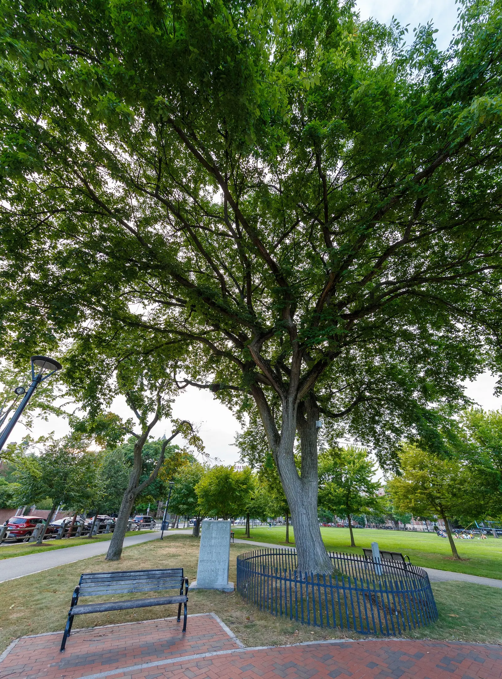 English Elm (Ulmus Procera) — Its trunk diameter can span up to 6 feet; ulmus procera is relatively resistant to urban pollution