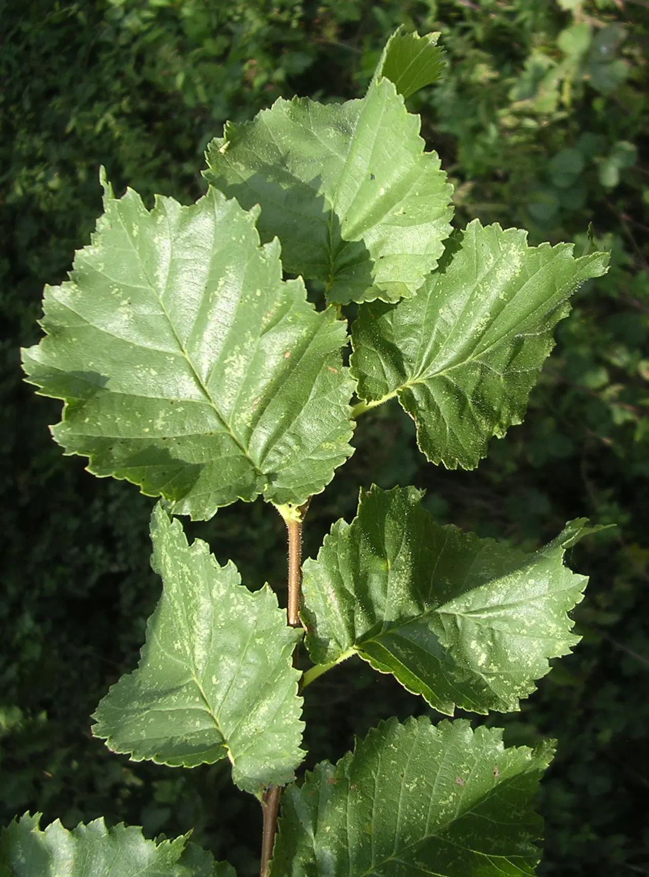 English Elm (Ulmus Procera) — Noted for its tolerance to urban conditions, it adds stately elegance to any landscape