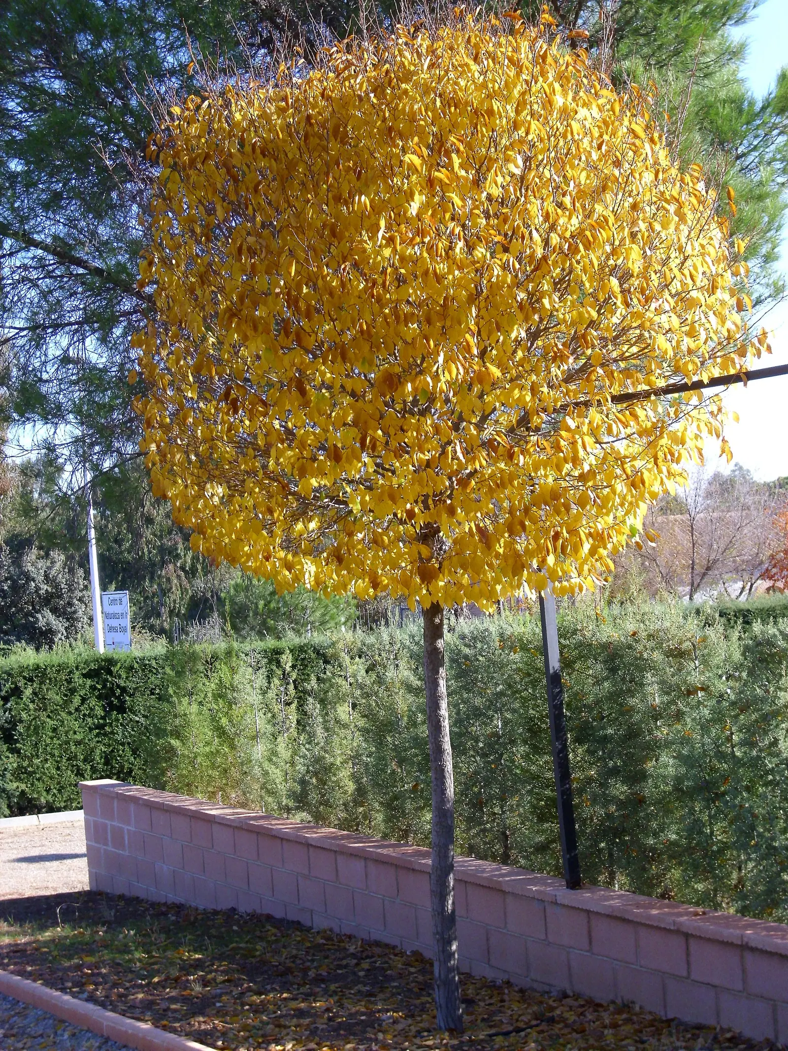 English Elm (Ulmus Procera) — measuring around 2.5 to 4 inches long