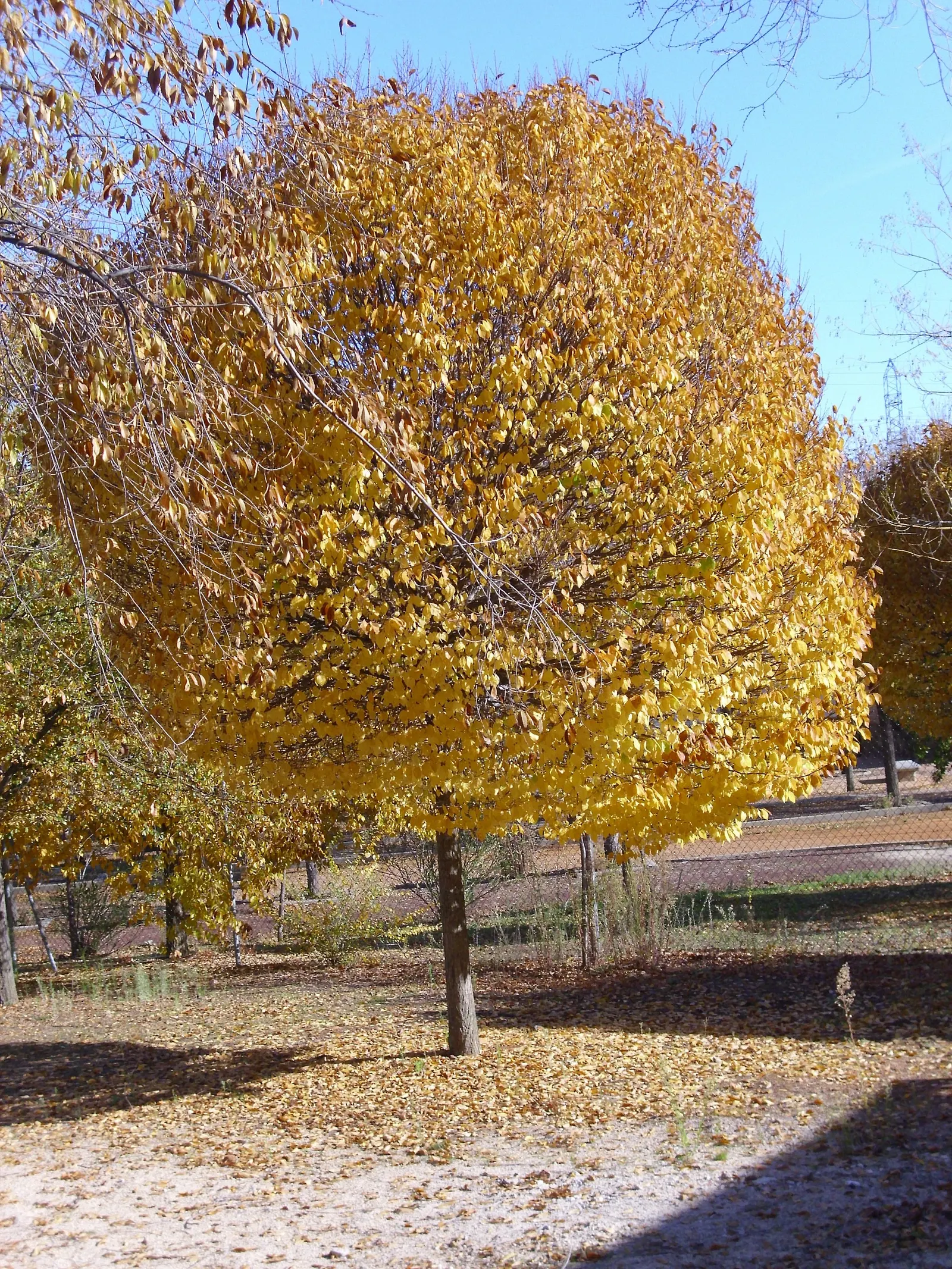 English Elm (Ulmus Procera) — Its trunk diameter can span up to 6 feet