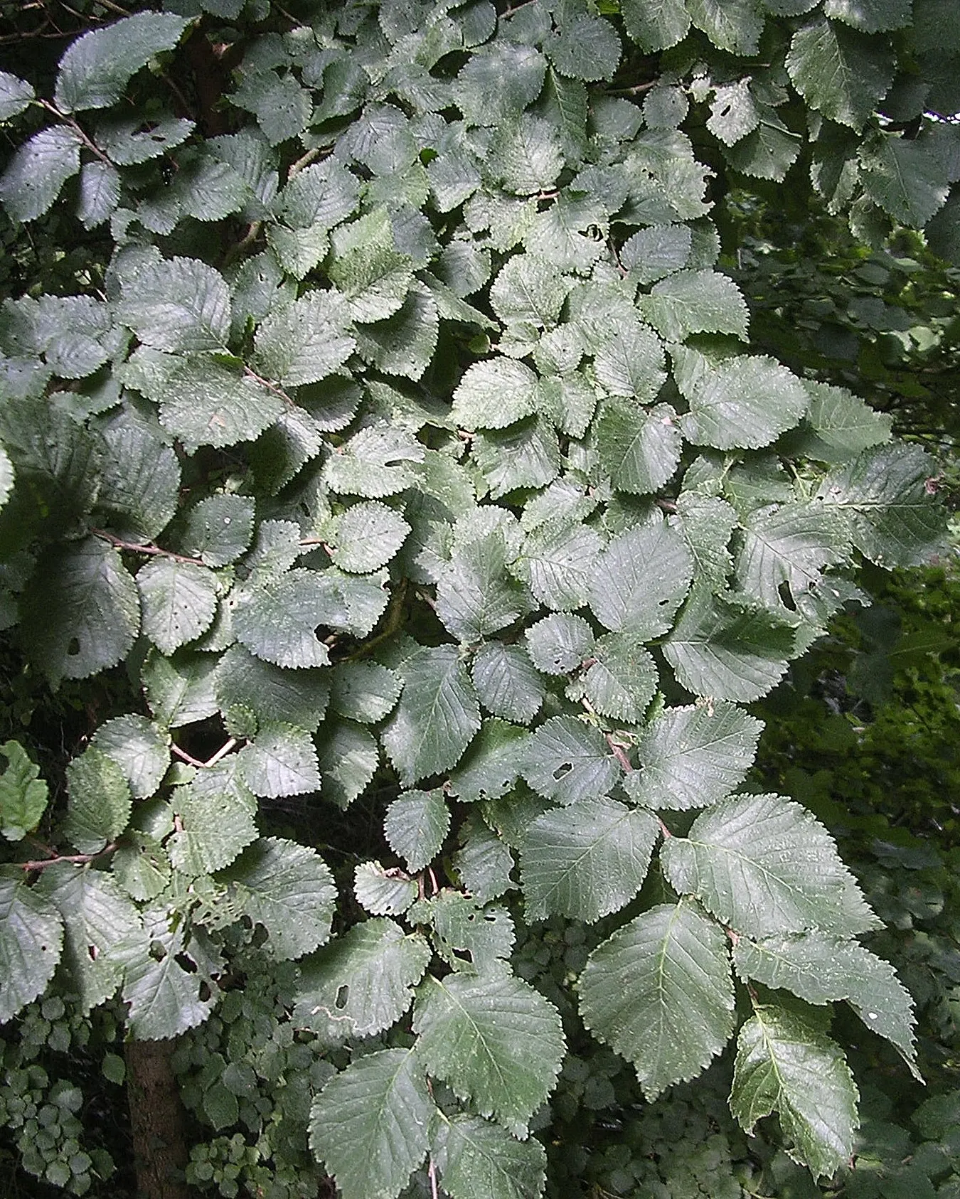 English Elm (Ulmus Procera) — Its leaves are dark green, oval, and have serrated edges, complementing its rough bark