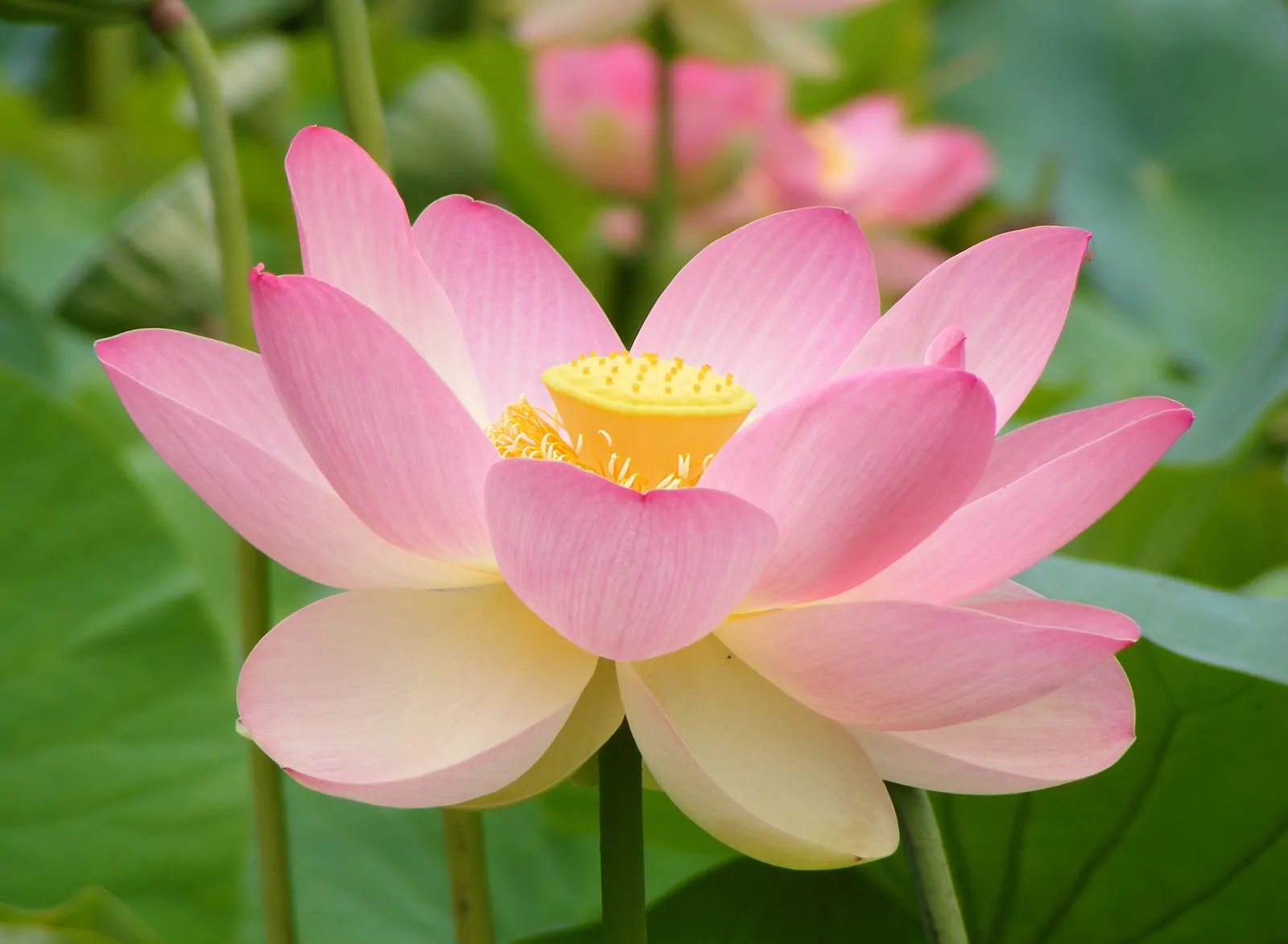 Lotus (Nelumbo Nucifera) — with their leaf diameters spanning up to 2 feet