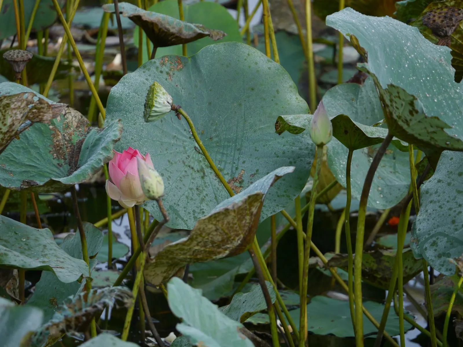 Lotus (Nelumbo Nucifera) — aquatic for full or half