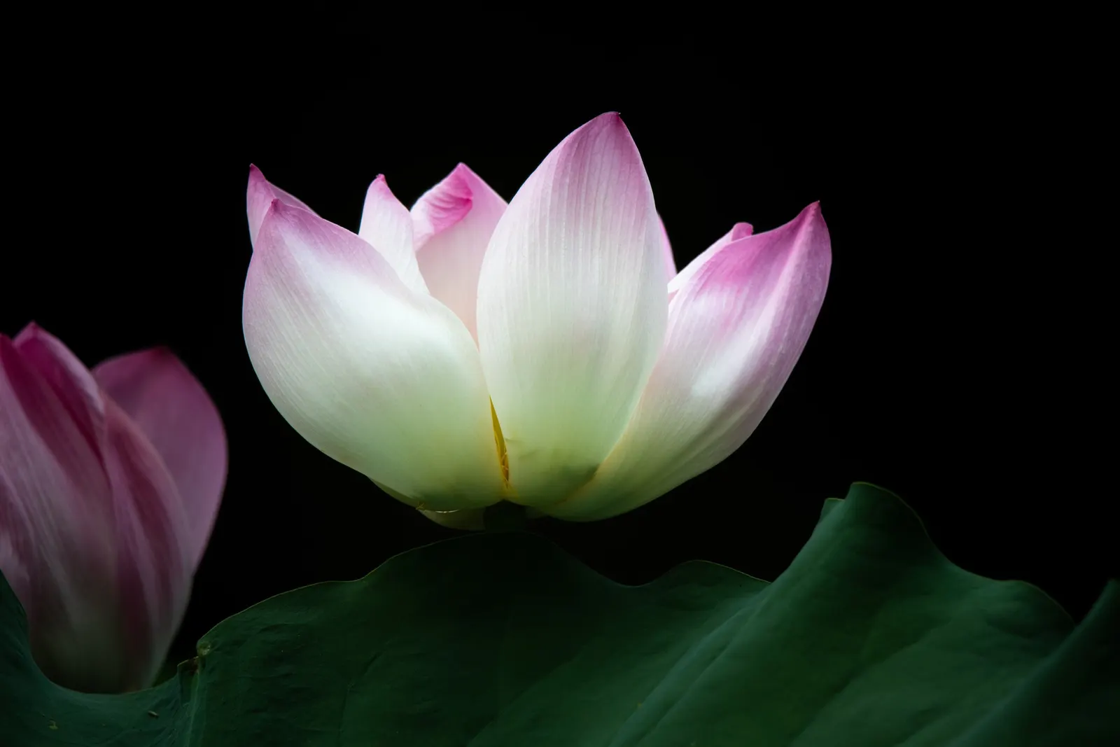 Lotus (Nelumbo Nucifera) — The Lotus plants can spread generously; making the plant remarkably self-cleaning