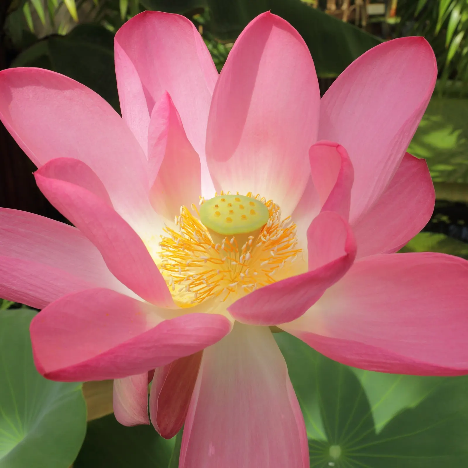 Lotus (Nelumbo Nucifera) — native to tropical Asia and Queensland; aquatic with pink and white blooms, image 62