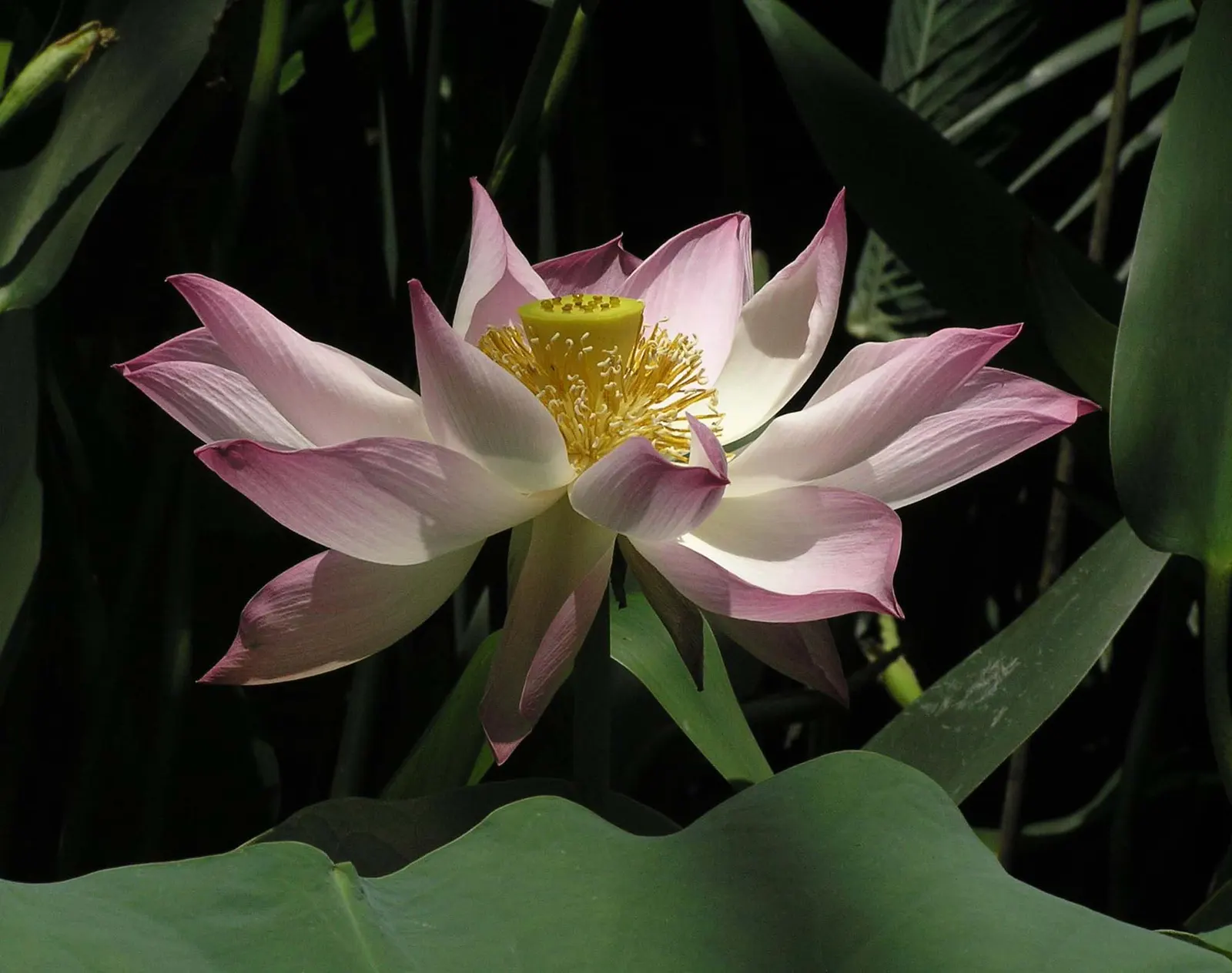 Lotus (Nelumbo Nucifera) — contributes to its cultural symbolism of purity and rebirth.<br><br>Ideally; these blooms typically grace ponds from, image 69