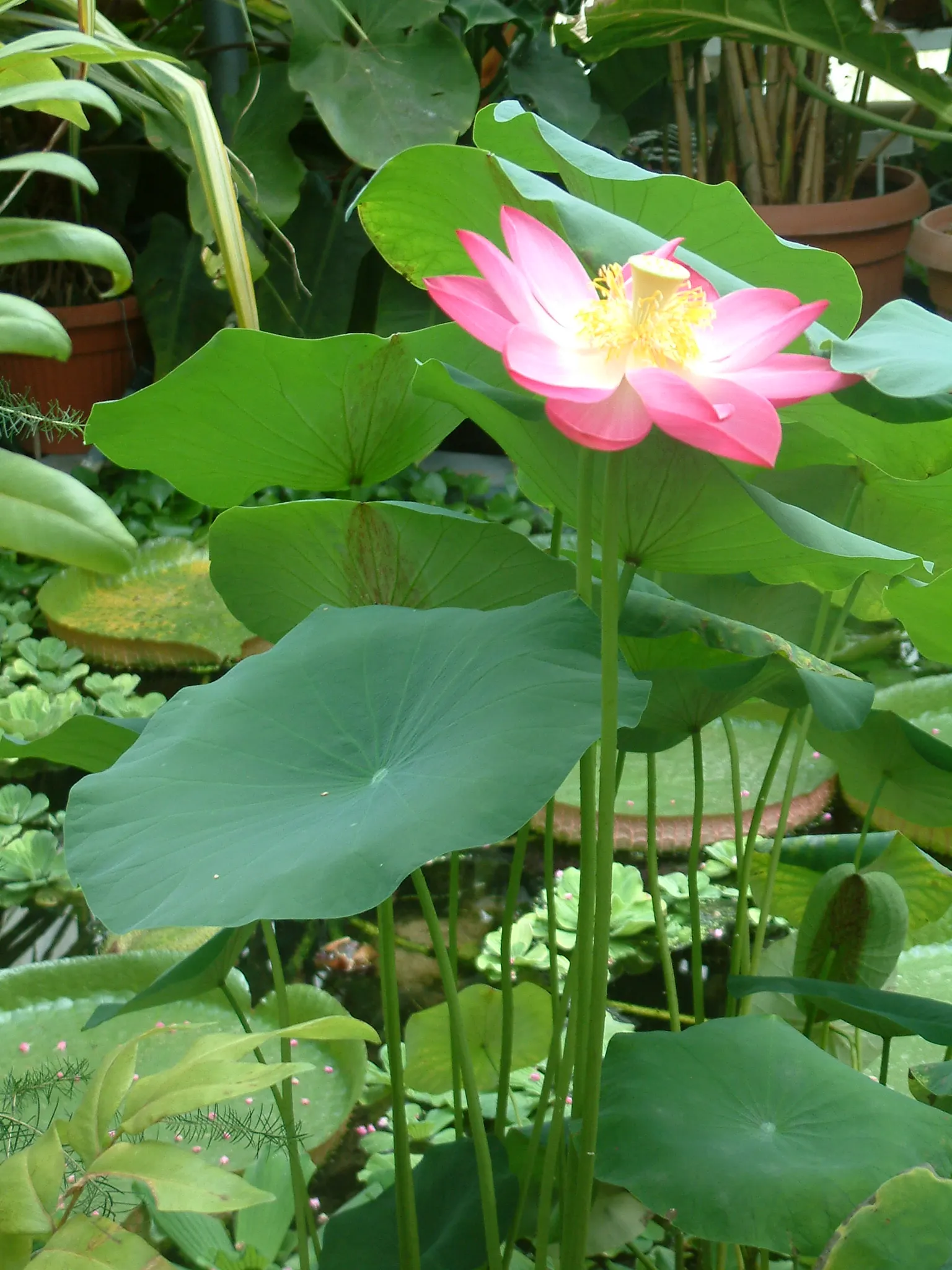Lotus (Nelumbo Nucifera) — the Lotus thrives in still or slow-moving waters at depths between 8 to 18 inches; the Lotus, or Nelumbo nucifera, is an, image 70