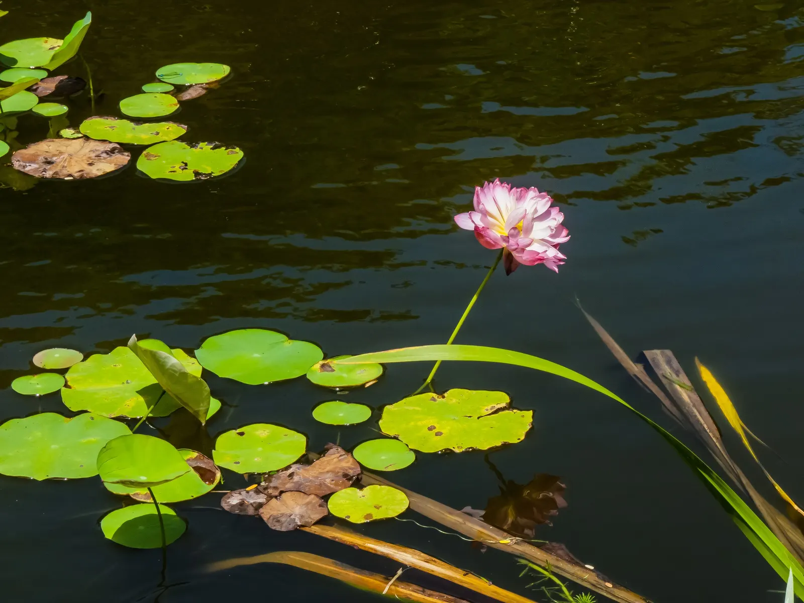 Lotus (Nelumbo Nucifera) — along with its ethereal beauty, image 68