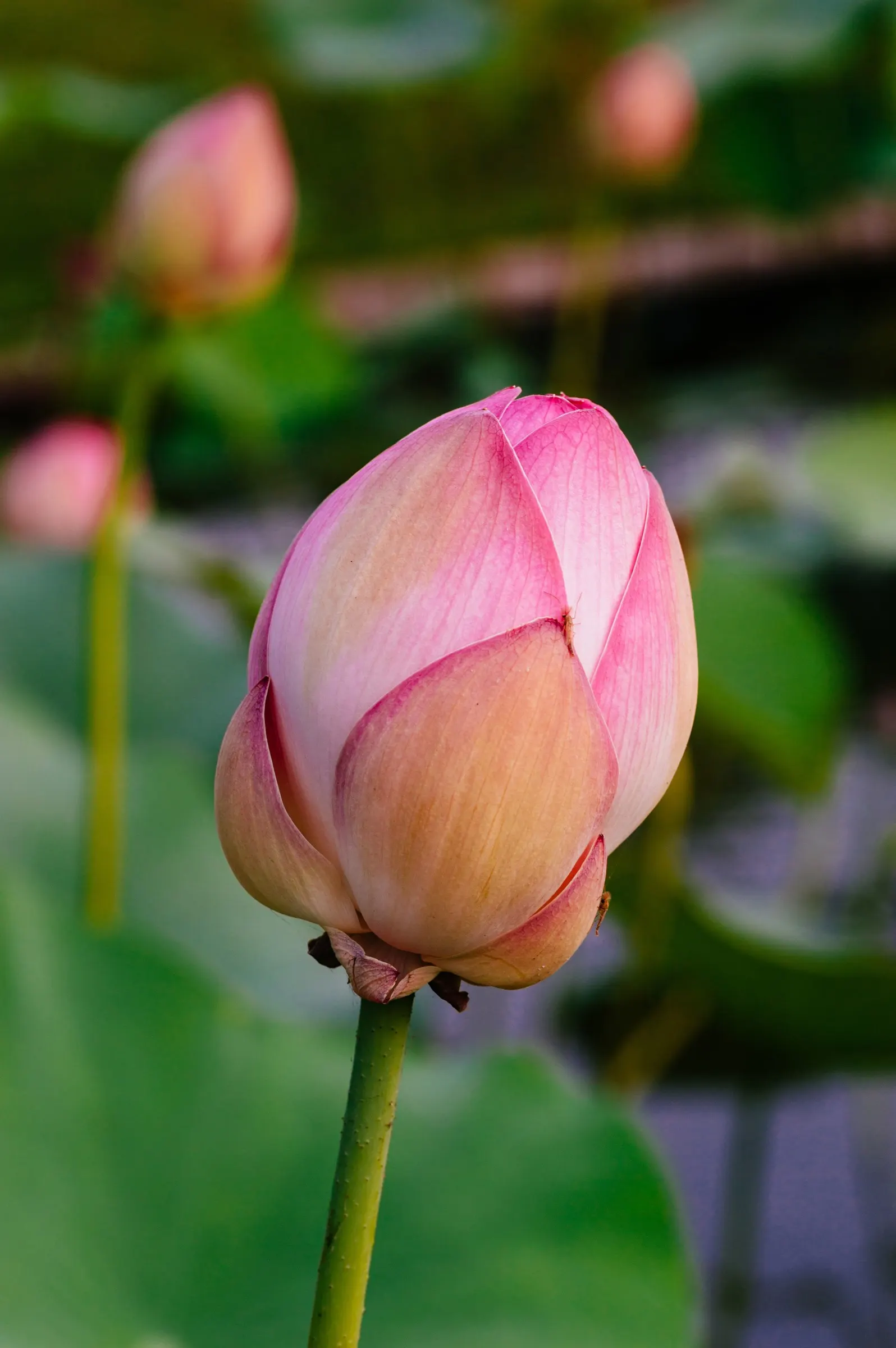Lotus (Nelumbo Nucifera) — Revered for its beauty and symbolism, the Lotus thrives in still water features, adding a tranquil focal point