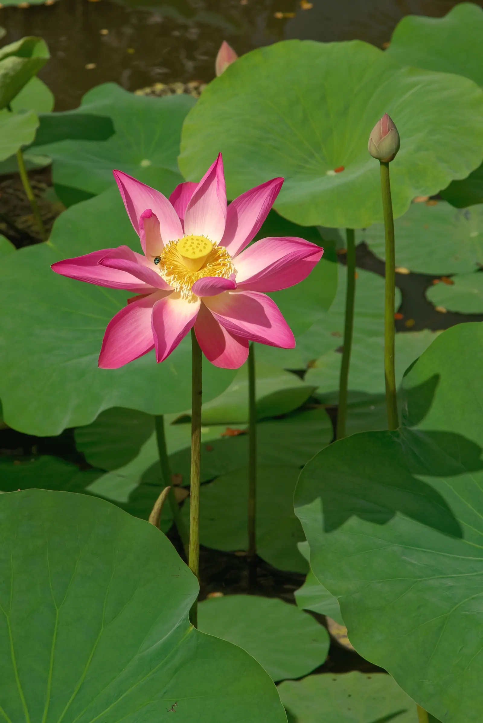 Lotus (Nelumbo Nucifera) — also revered as the Sacred Lotus; displaying an impressive 'lotus effect' where water beads off, image 60