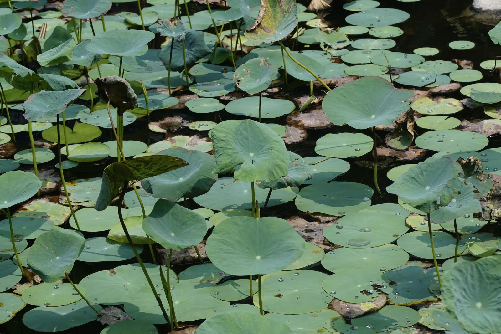 Lotus (Nelumbo Nucifera) — These blooms typically grace ponds from late spring to late summer