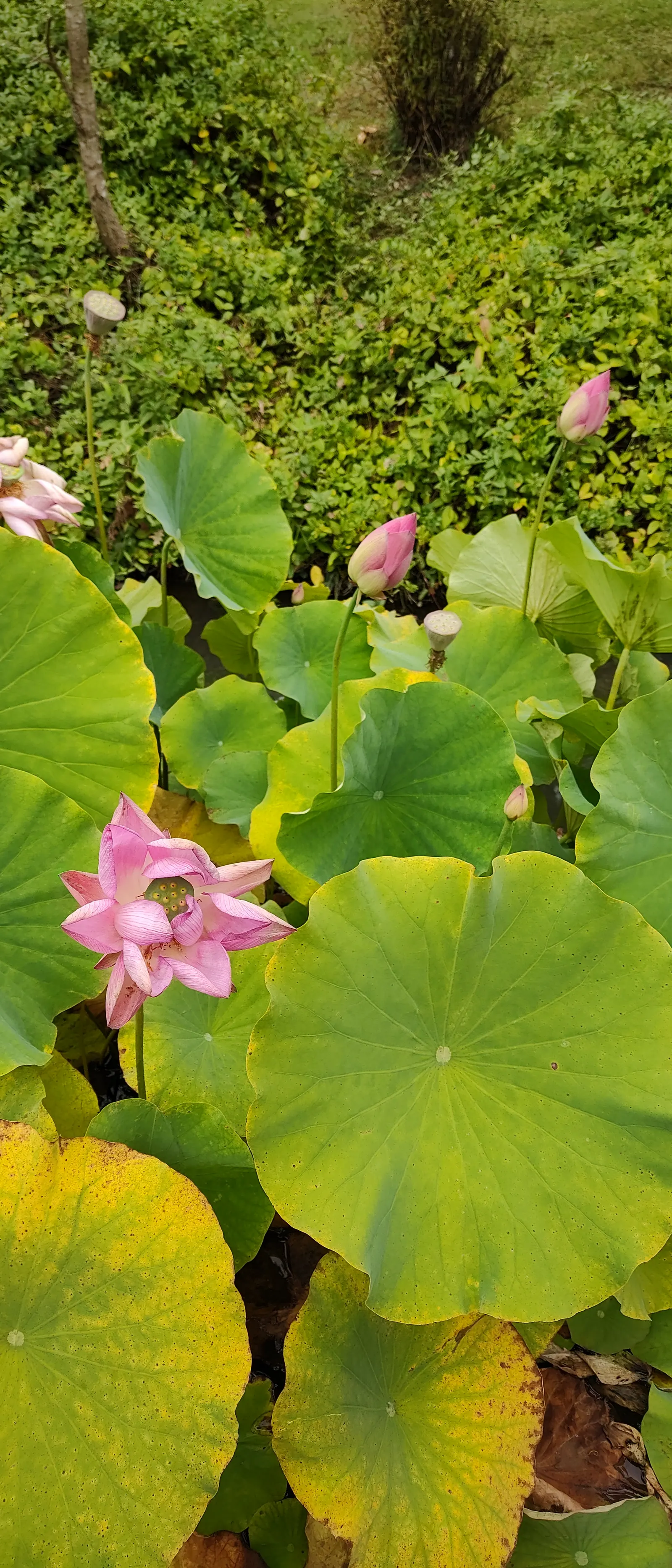 Lotus (Nelumbo Nucifera) — contributes to its cultural symbolism of purity and rebirth.<br><br>Ideally; these blooms typically grace ponds from late spring to