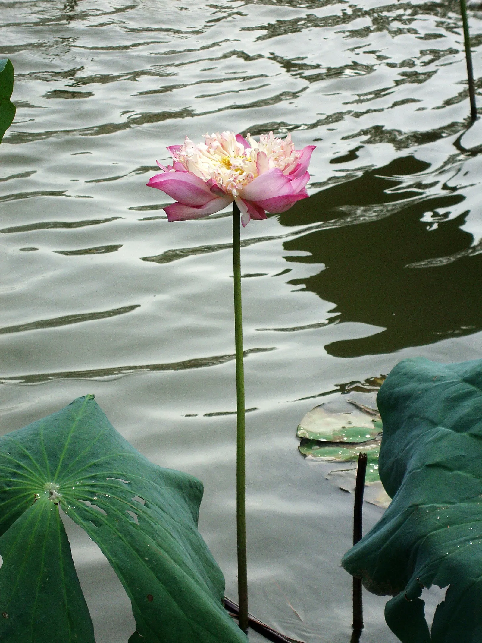 Lotus (Nelumbo Nucifera) — contributes to its cultural symbolism of purity and rebirth.<br><br>Ideally