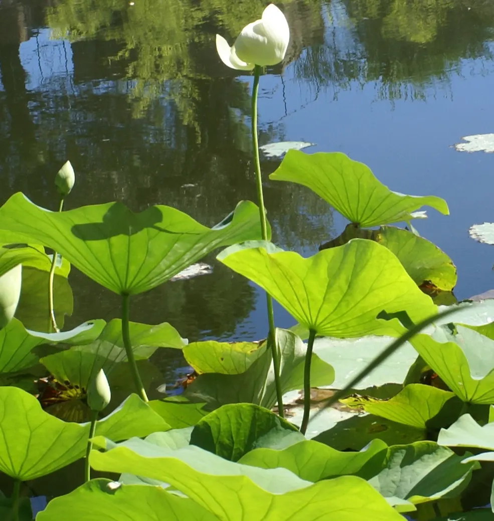 Lotus (Nelumbo Nucifera) — Nelumbo nucifera prefers a warm; contributes to its cultural symbolism of purity and rebirth.<br><br>Ideally