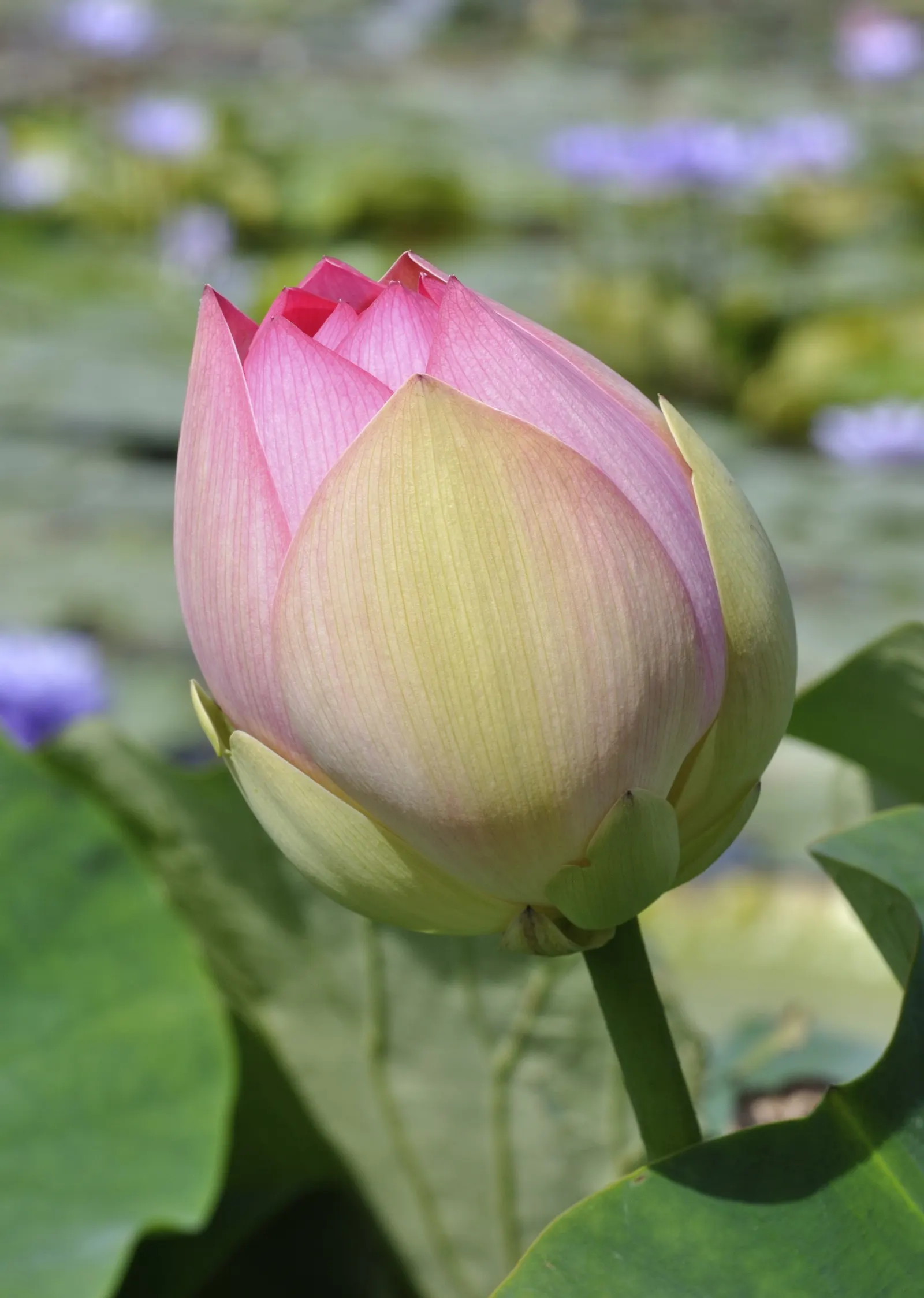 Lotus (Nelumbo Nucifera) — Leaves reach up to 24 inches in diameter; with their leaf diameters spanning up to 2 feet