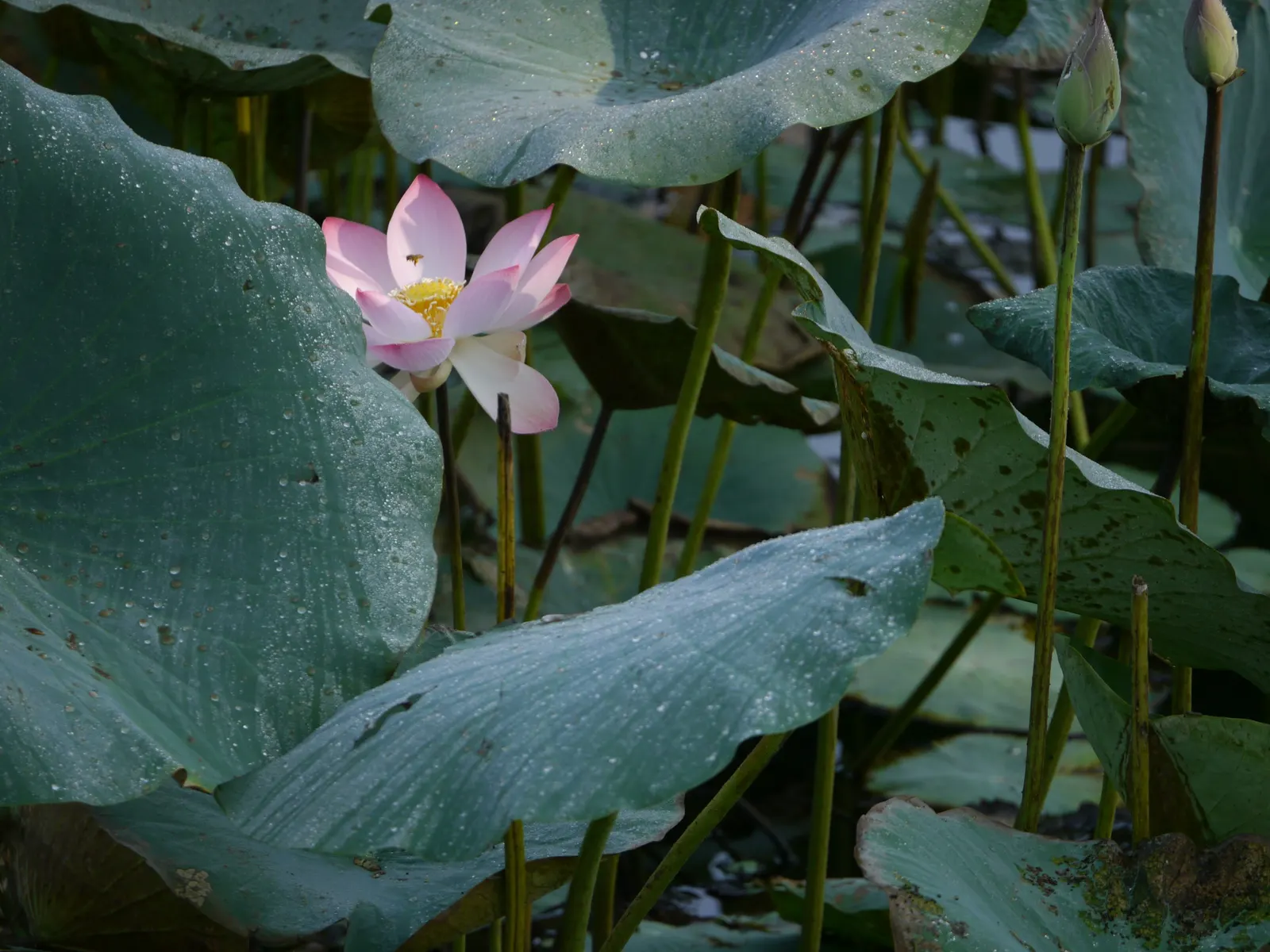 Lotus (Nelumbo Nucifera) — Regular fertilizing with aquatic plant food from spring to summer will help maintain their sumptuous display; while vivid flowers
